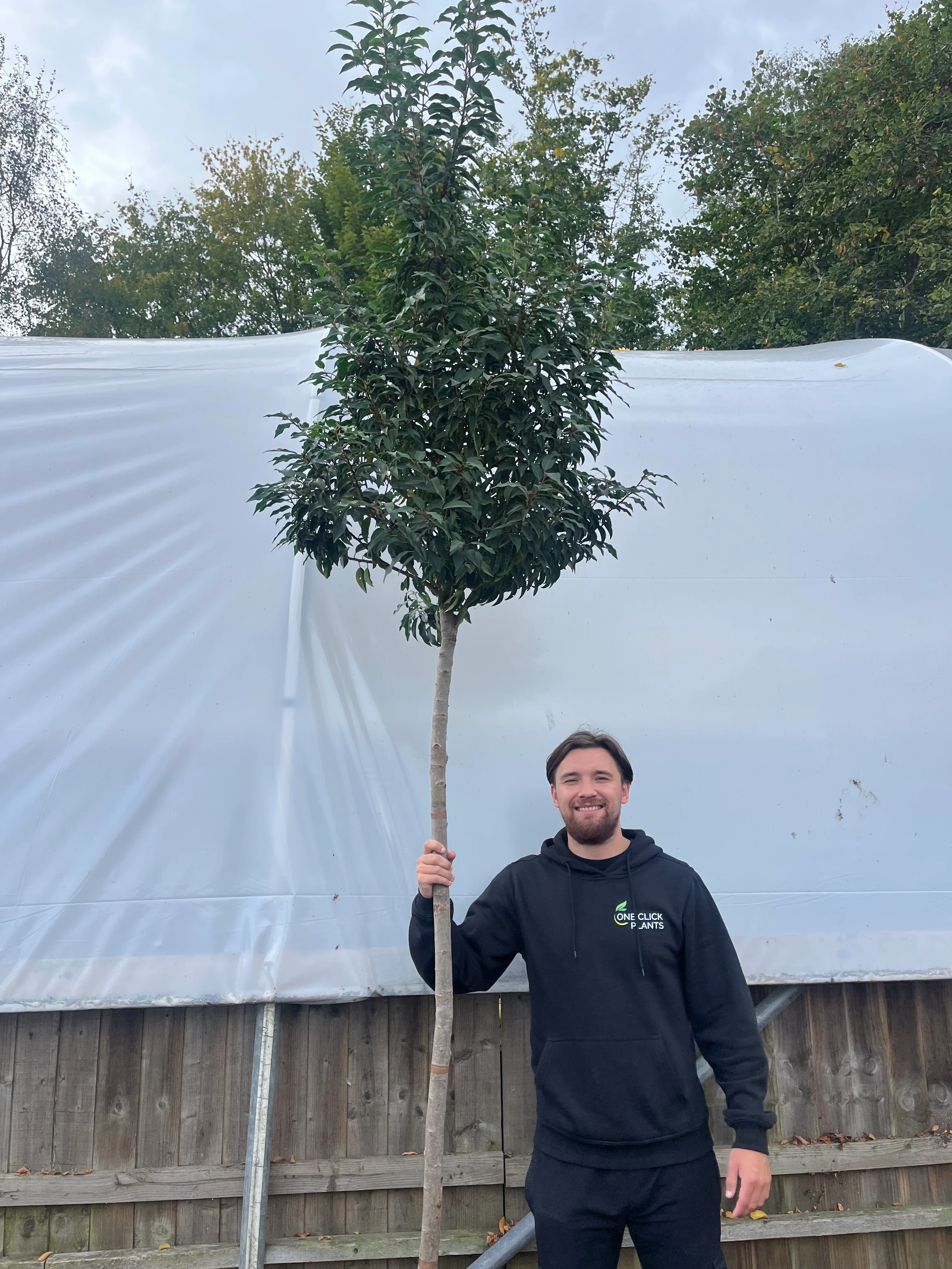 Standard Portuguese Laurel Tree 3m (stem 1.8m + head) - Image 2