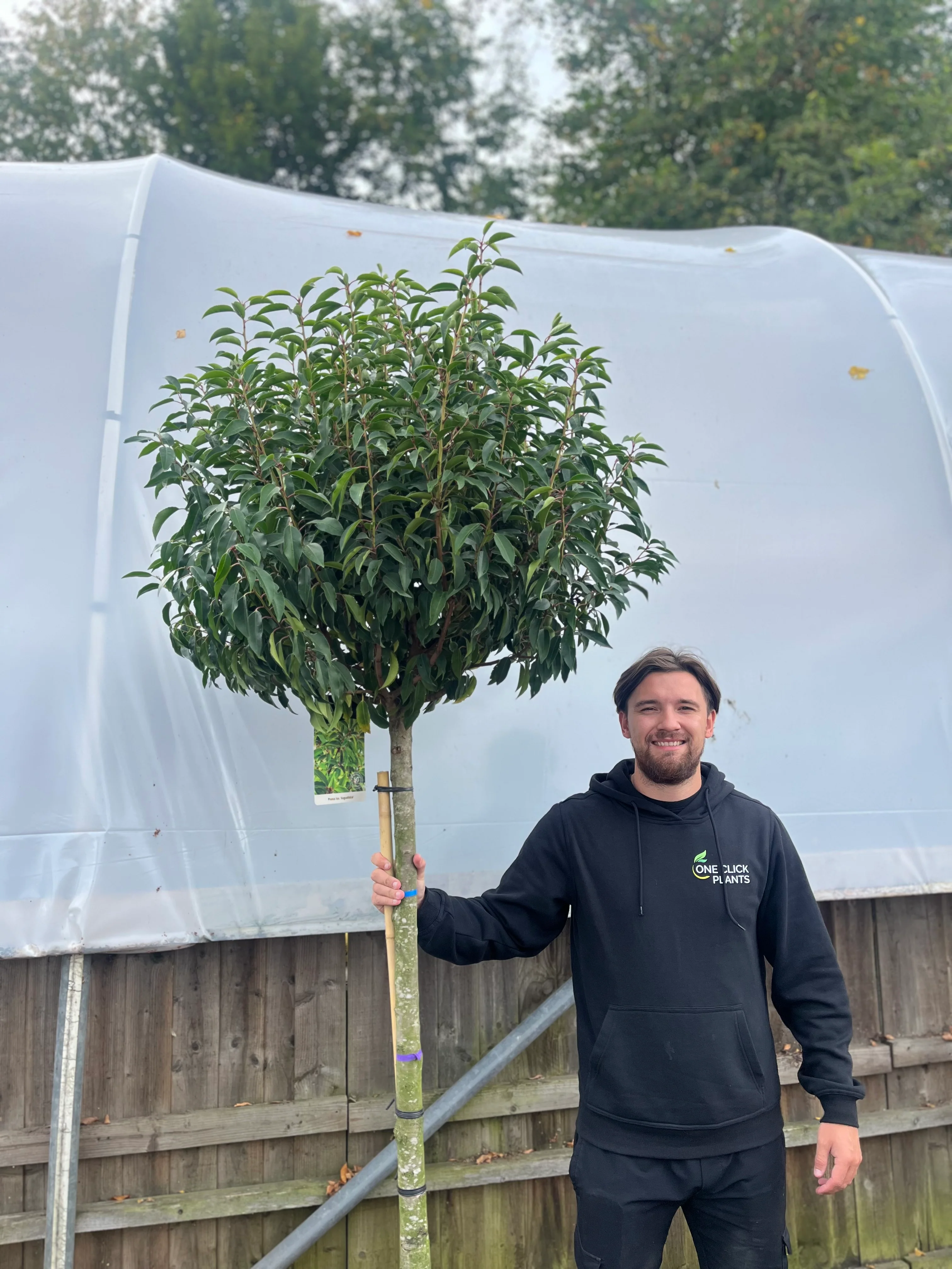 1/2 Standard Portuguese Laurel Tree 1.7-1.8m (stem 1m + head) - Image 2