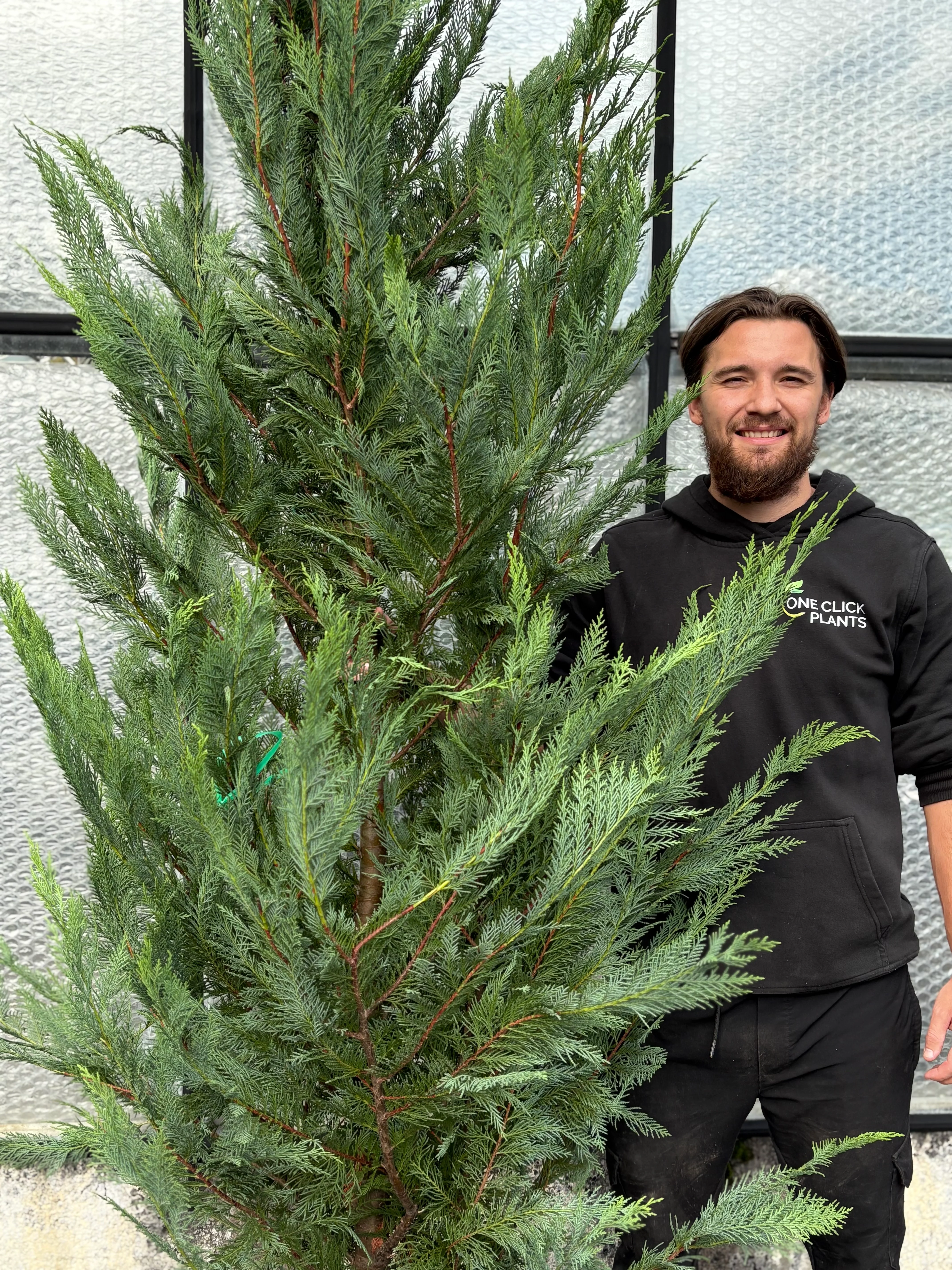 10-12ft Leylandii Green Cupressus Hedging Conifers (300-360cm) 35L - Image 2