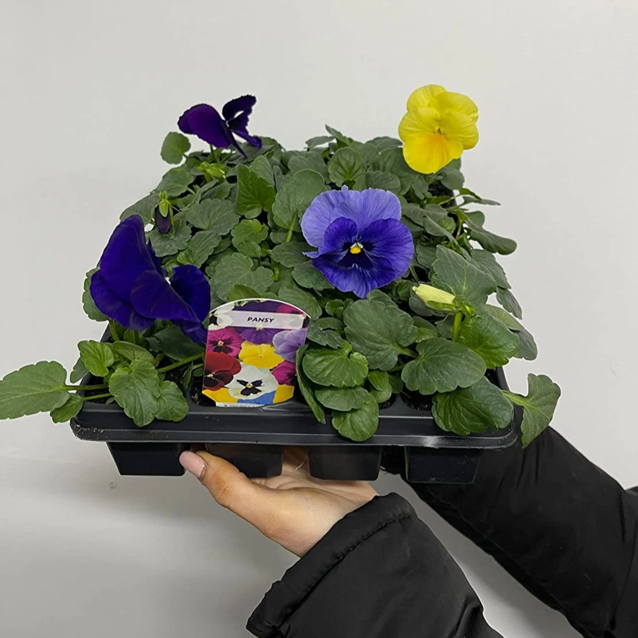 20 Pack Pansy Tray - Image 2
