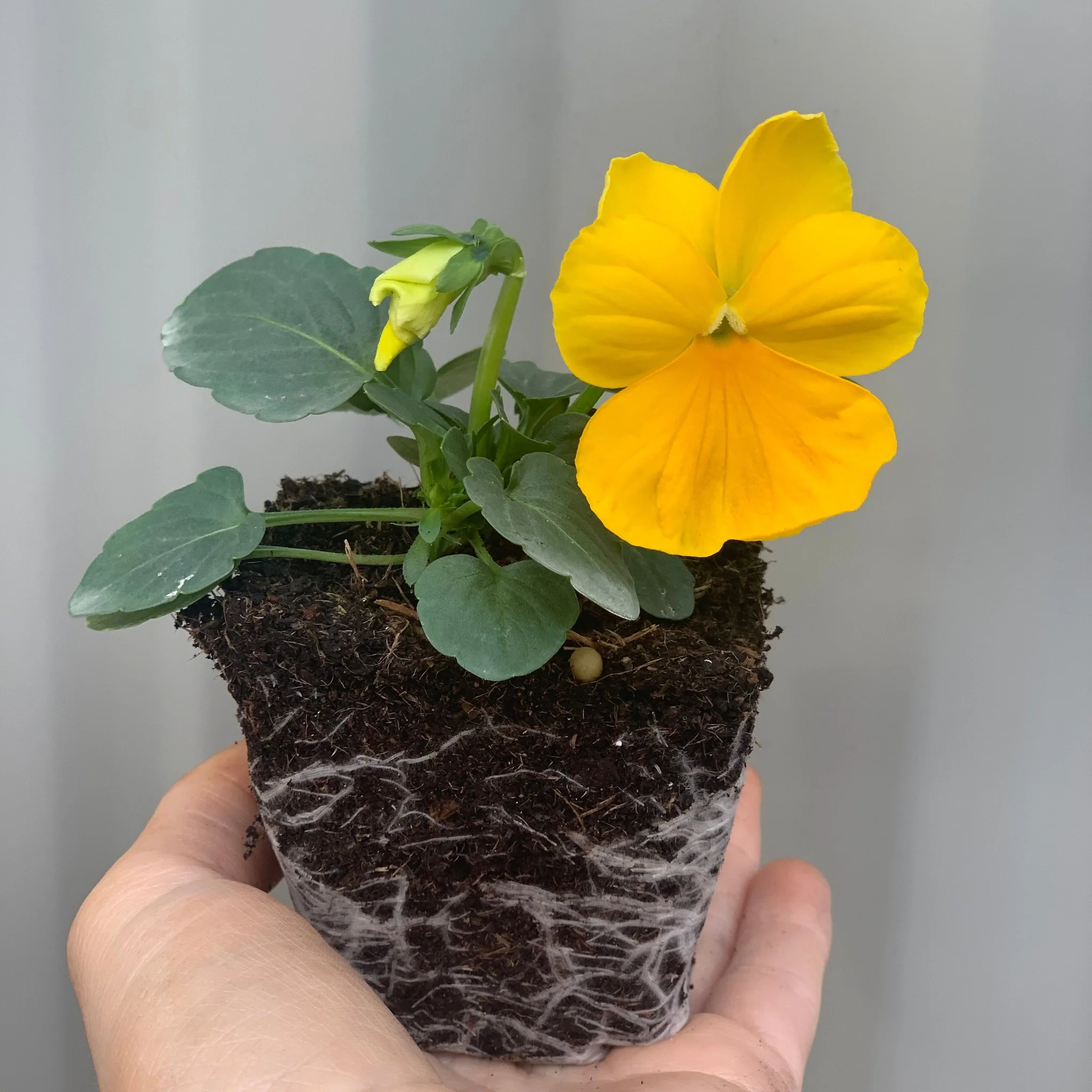 20 Pack Pansy Tray - Image 3