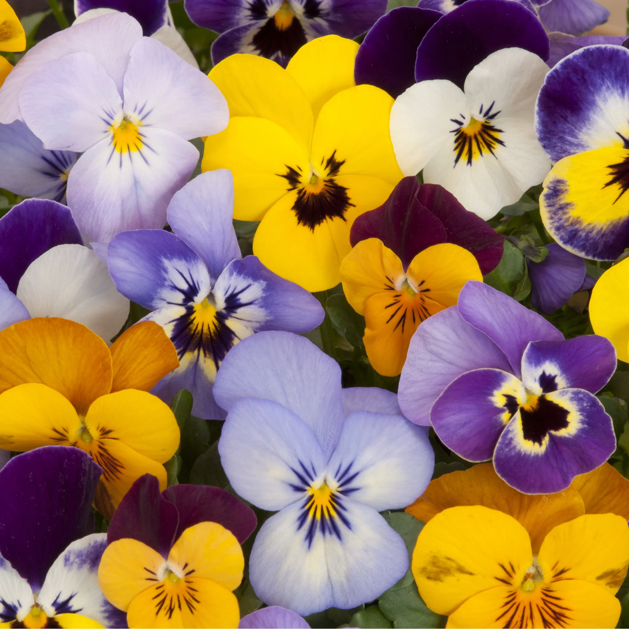 20 Pack Pansy Tray - Image 4