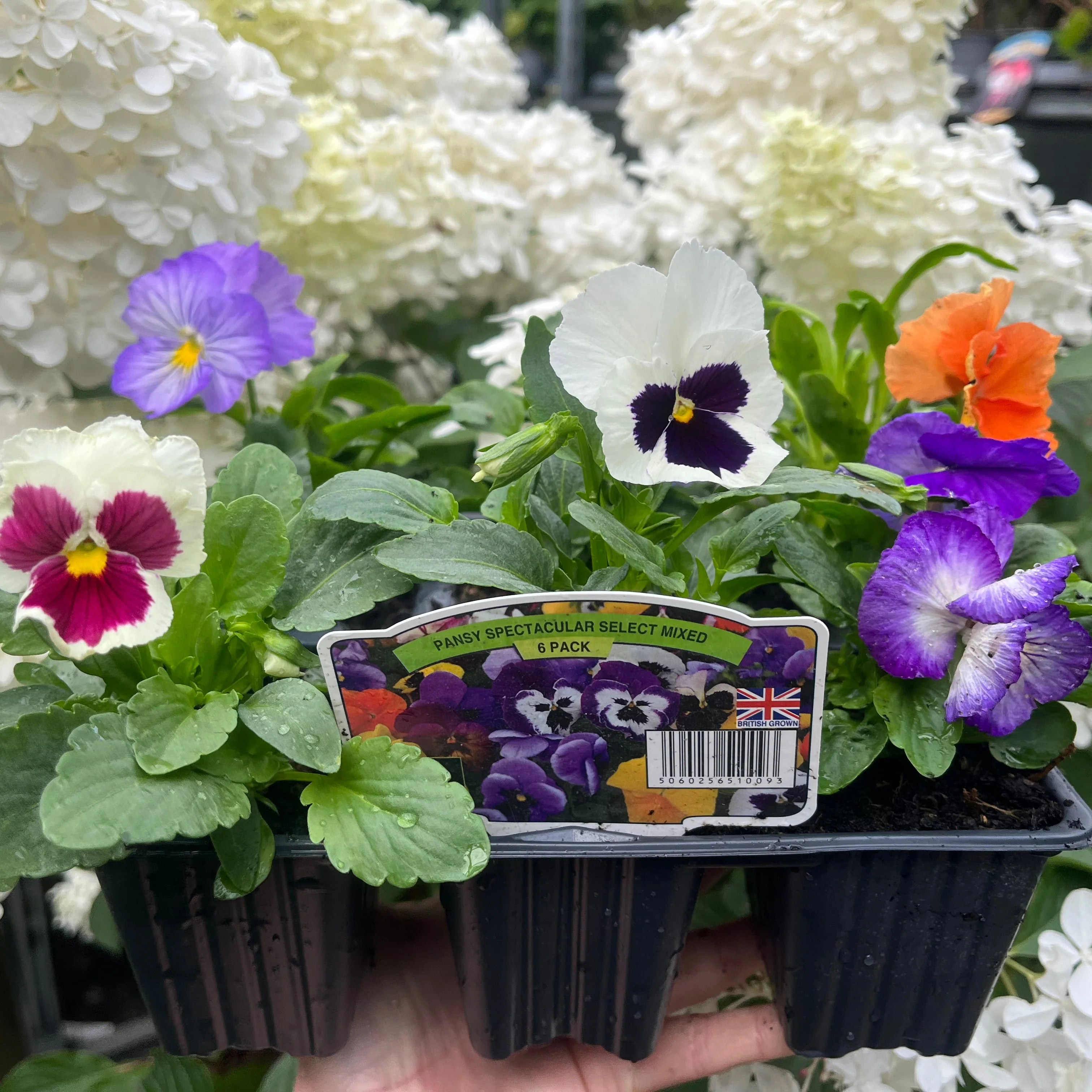 20 Pack Pansy Tray - Image 6