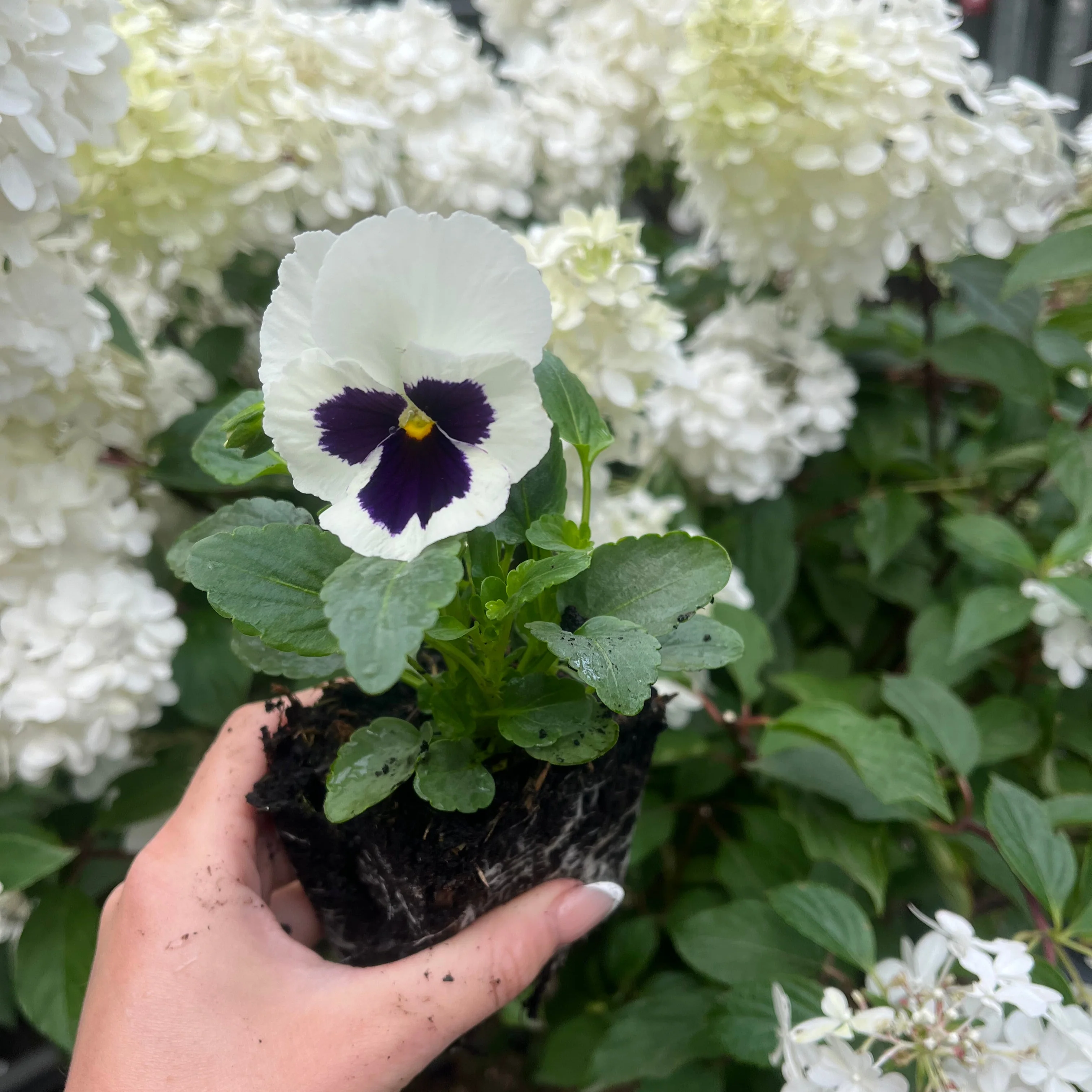 20 Pack Pansy Tray - Image 7