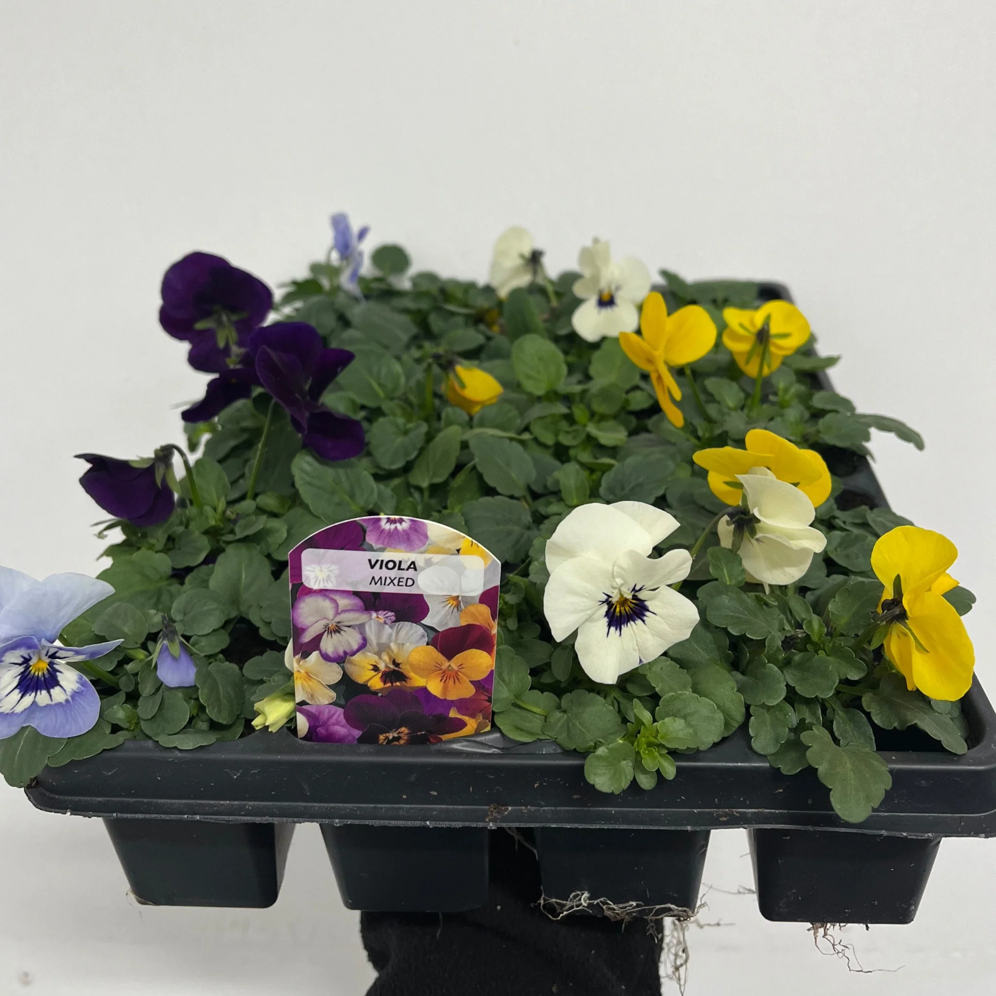 20 Pack Viola Tray - Image 2