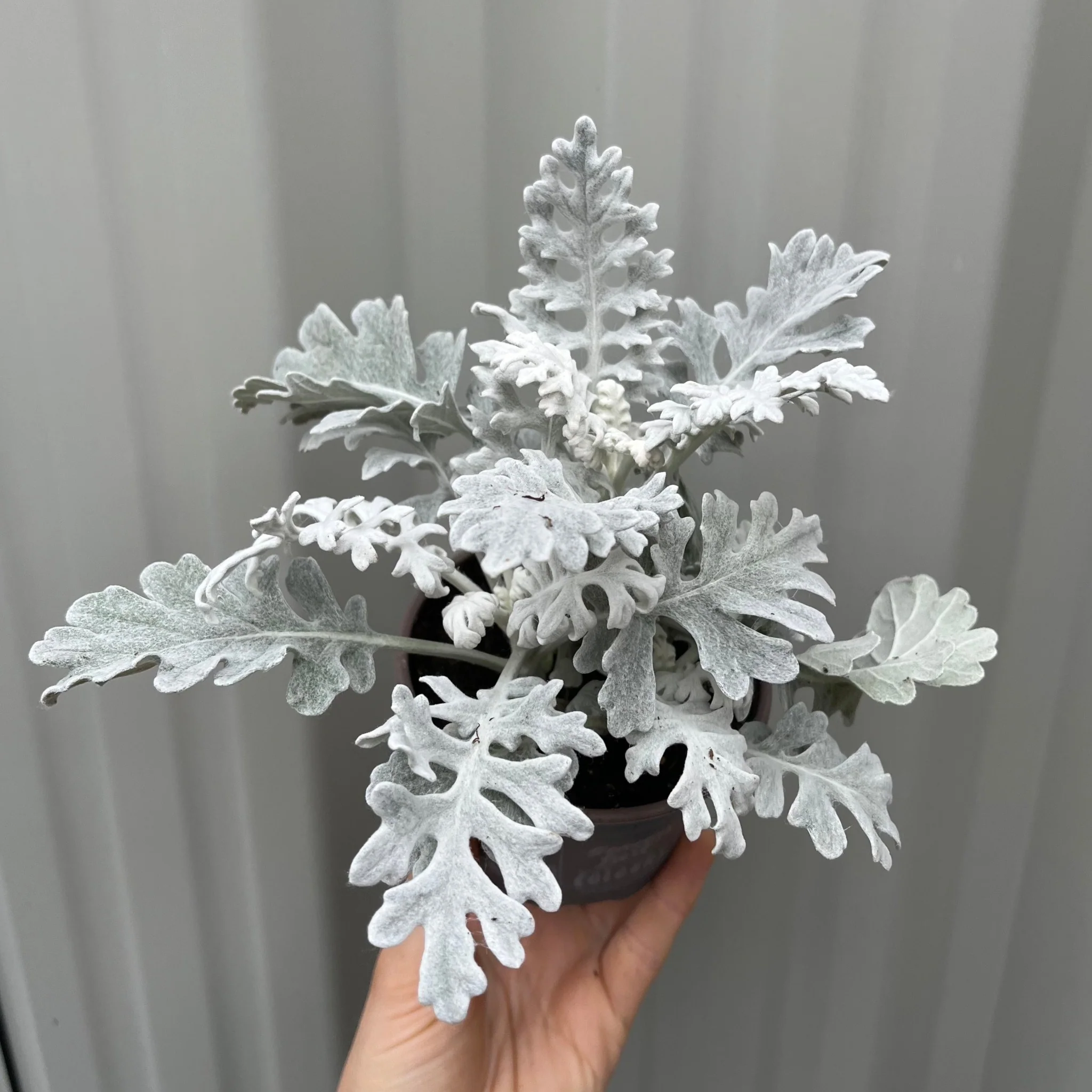 3 x Cineraria 'Silver Dust' (9cm Pots) - Image 3