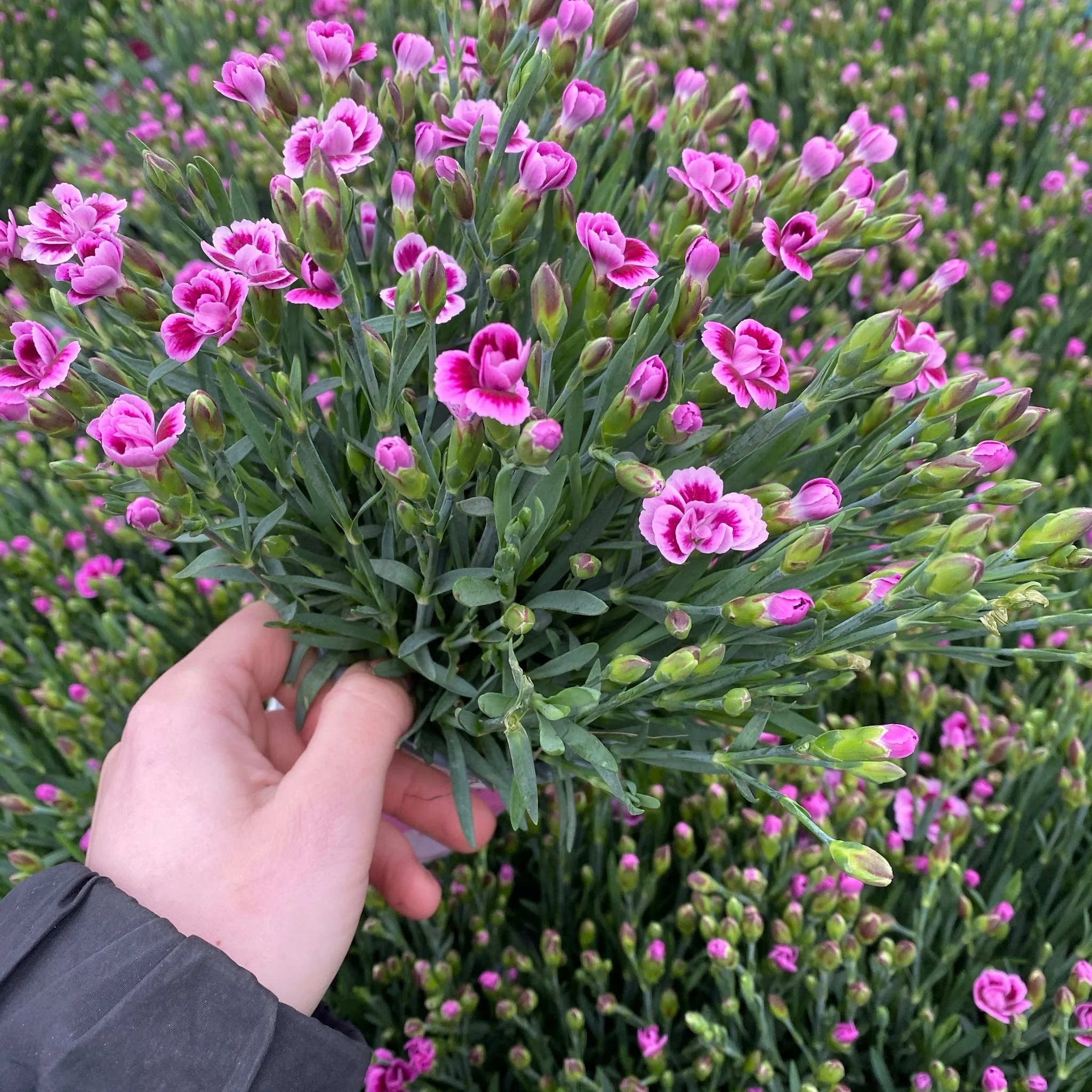 3 x Dianthus Pink Kisses 10cm - Image 2
