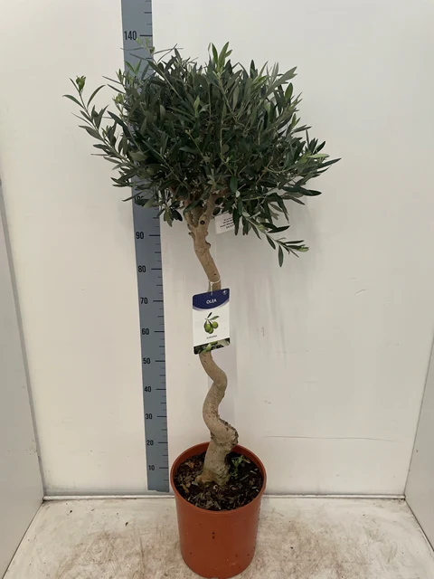 4-5ft Twisted Stem Olive Tree | Hardy Evergreen Potted Tree (Multibuy Offers Available) - Image 4