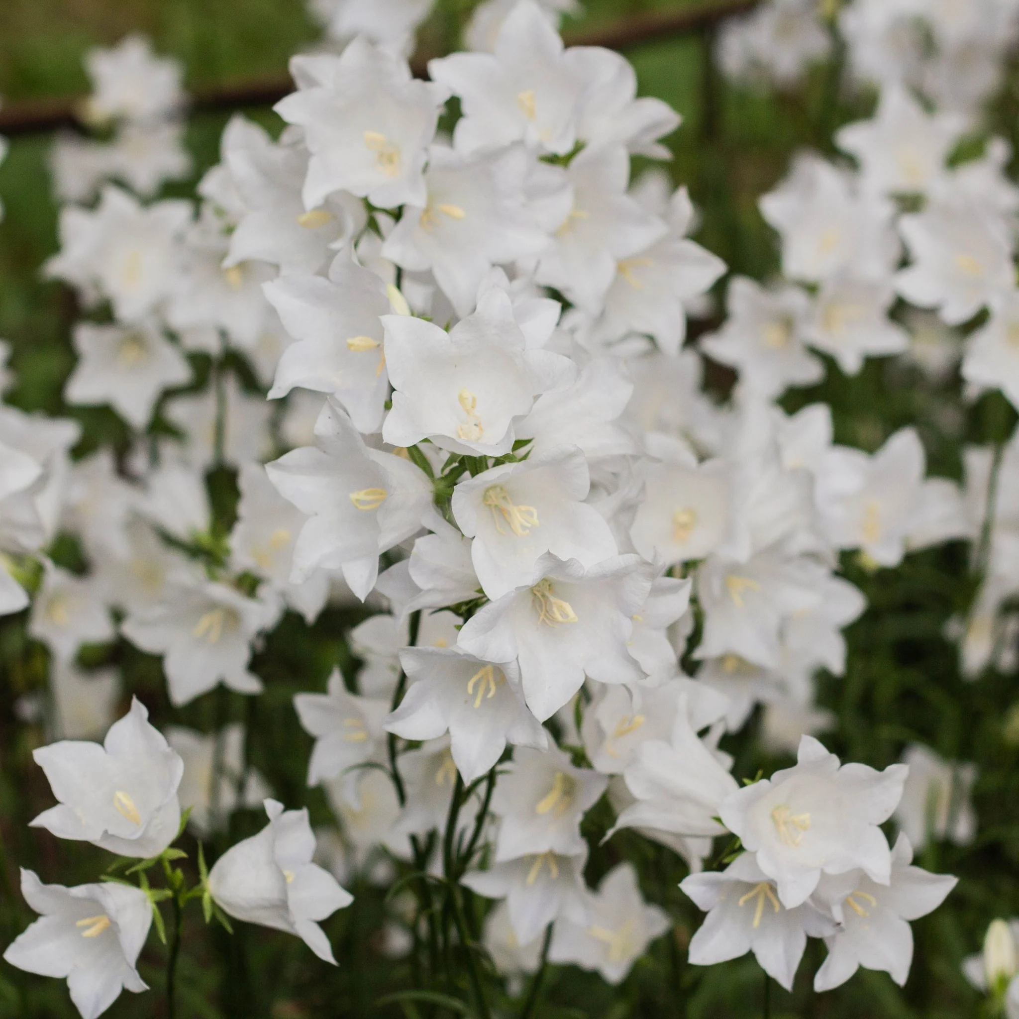 4 x White Flowering Perennials 9cm Pots - Image 2