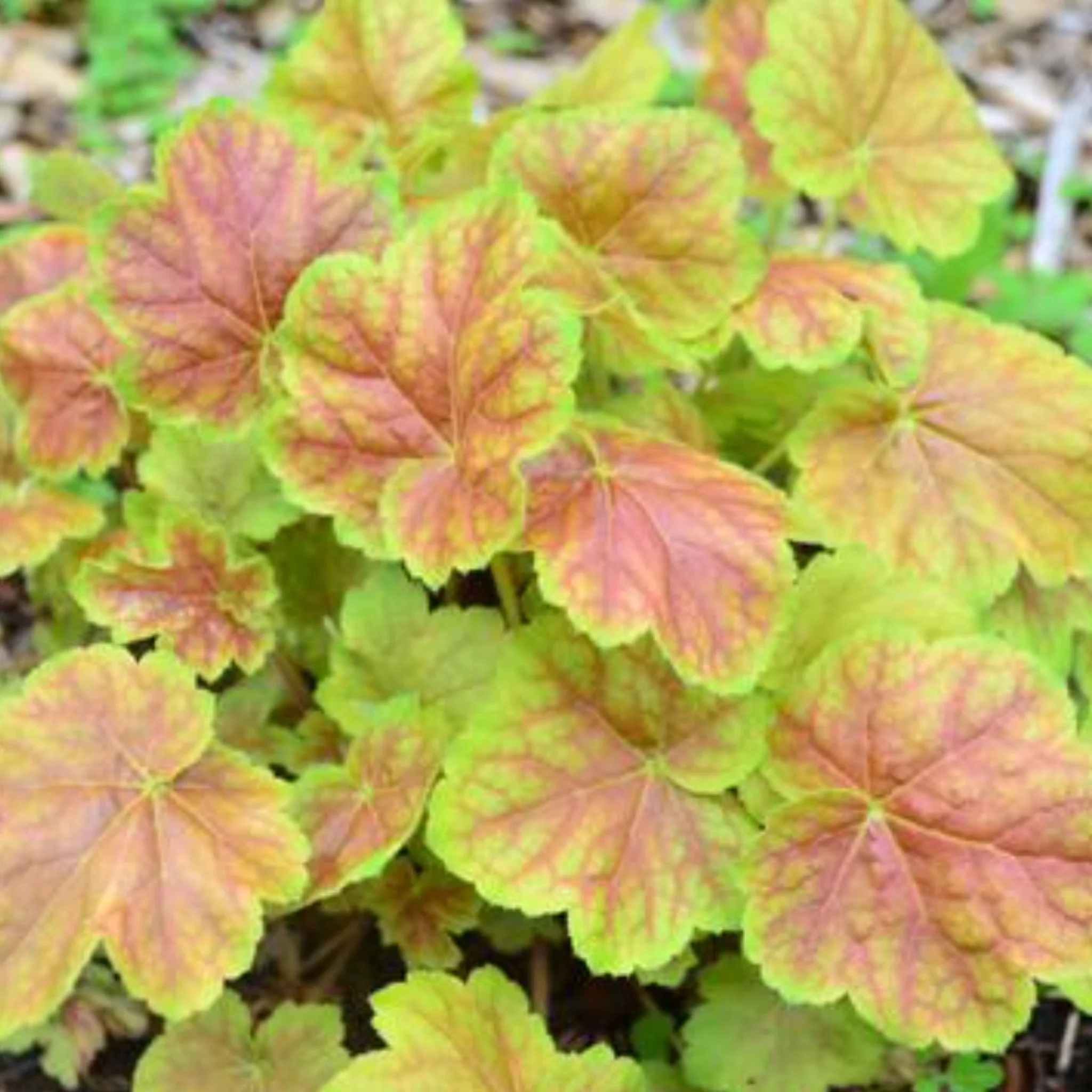 5 Perennials for a Shady Site - Image 5