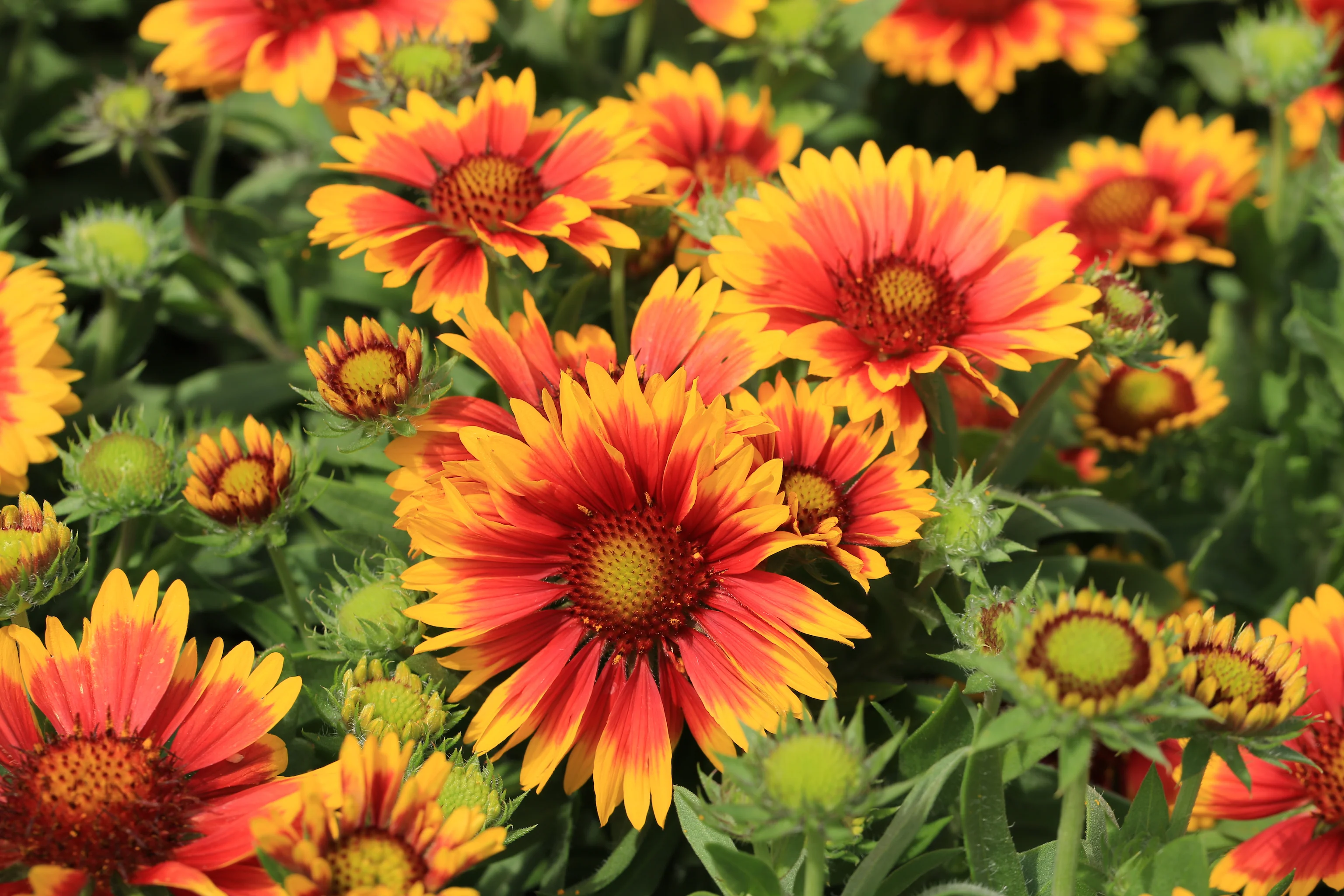 5 Perennials for a Sunny Site - Image 2