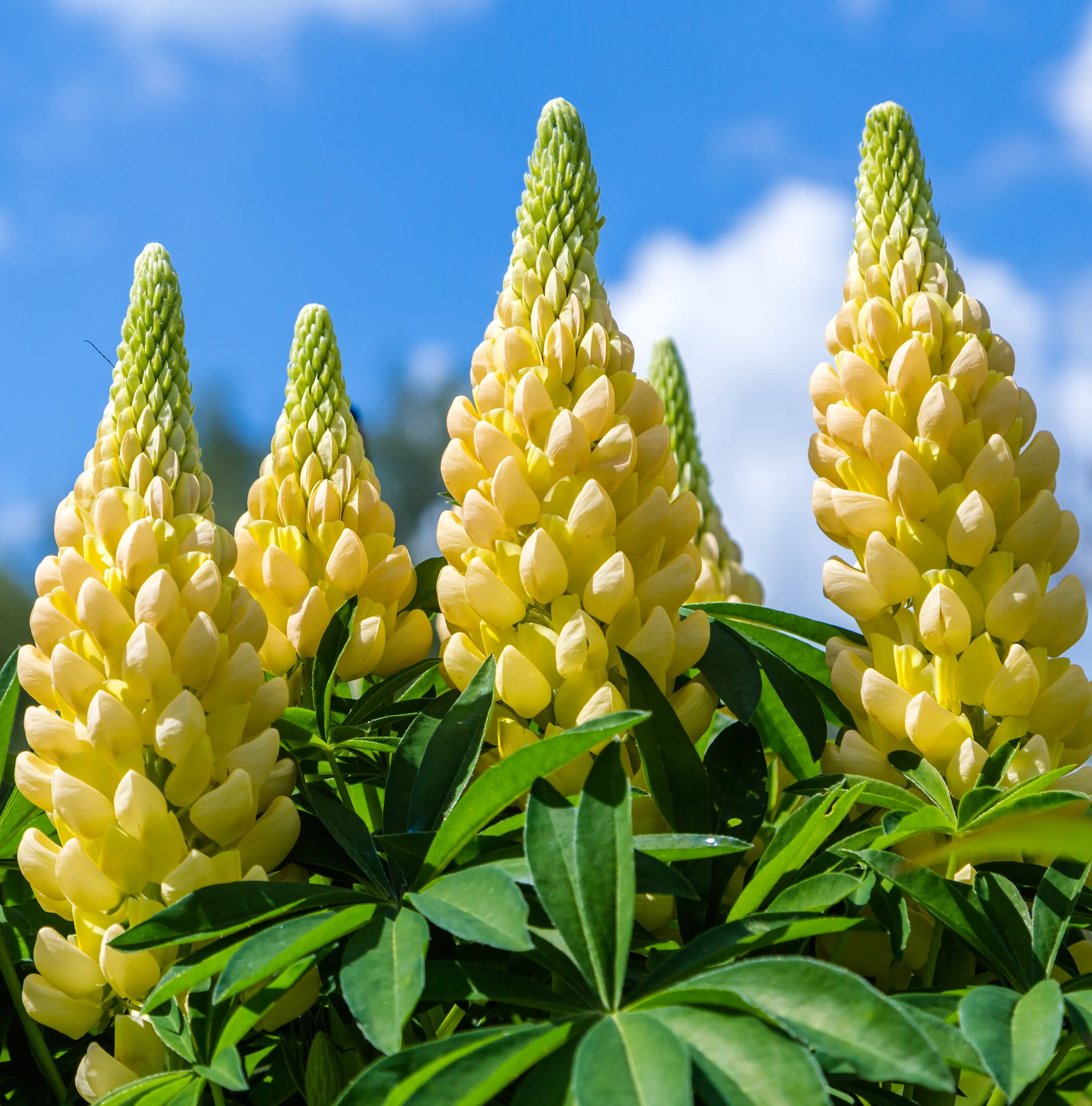 5 Perennials for a Sunny Site - Image 3
