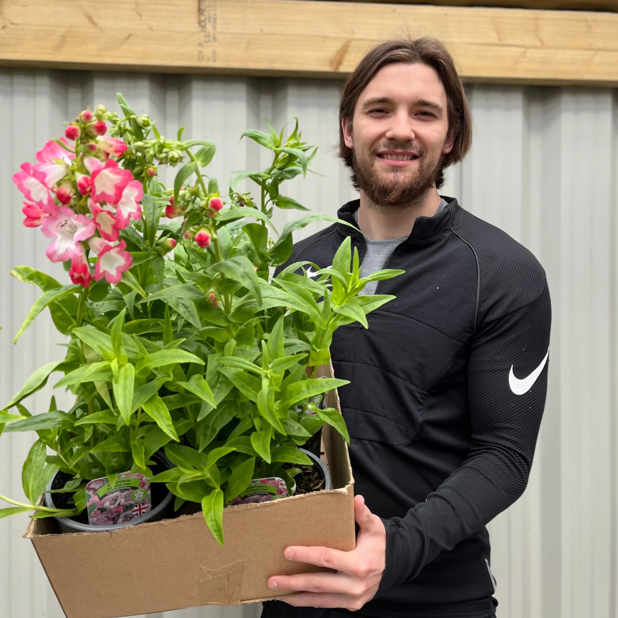 5 x Penstemon (5 x 1.5L Pots) - Image 2