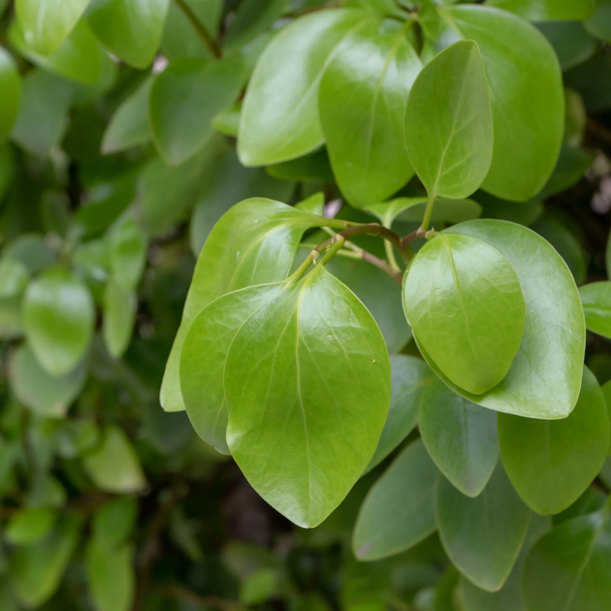 3ft Griselinia llitoralis (90cm+) 2L - Image 3