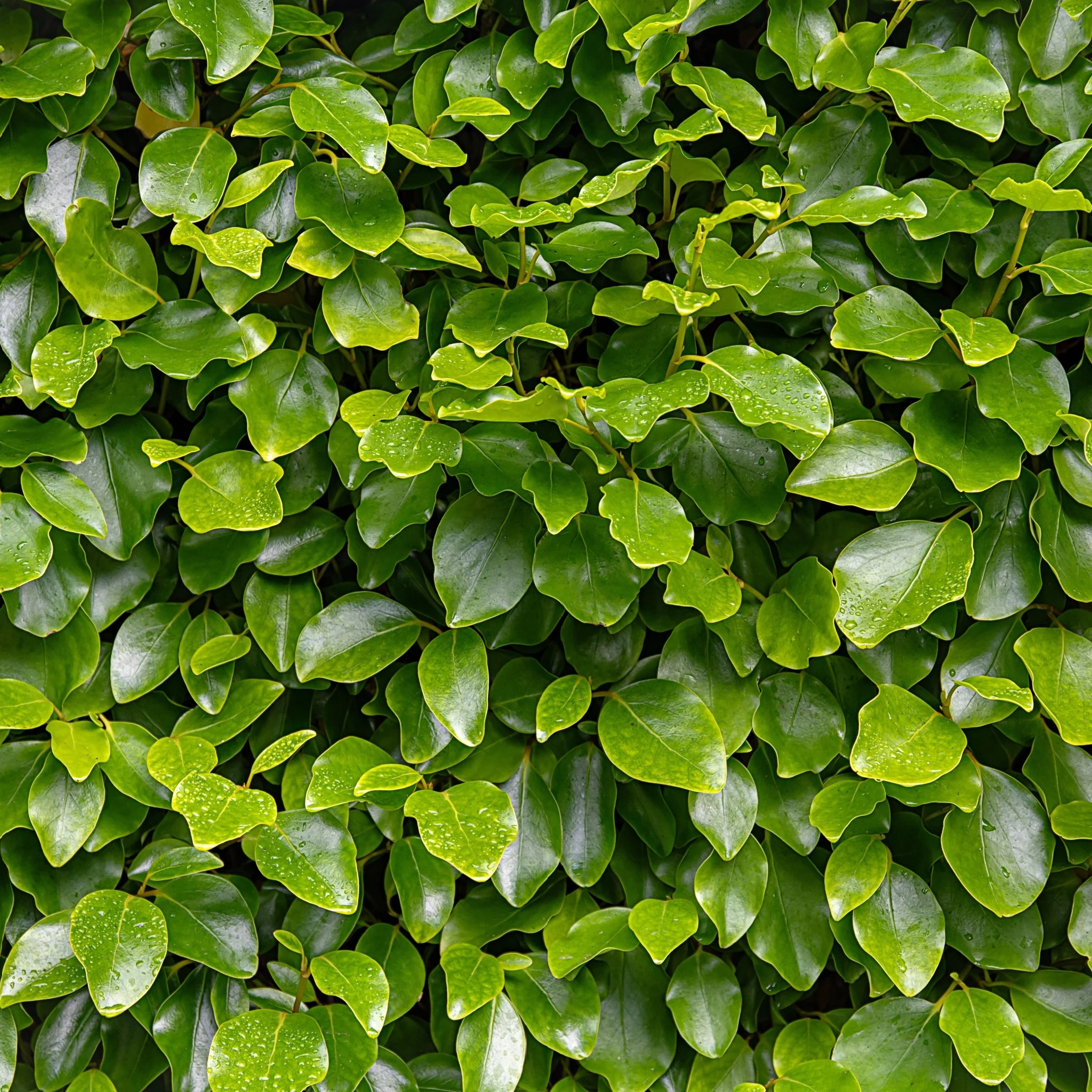 3ft Griselinia llitoralis (90cm+) 2L - Image 2