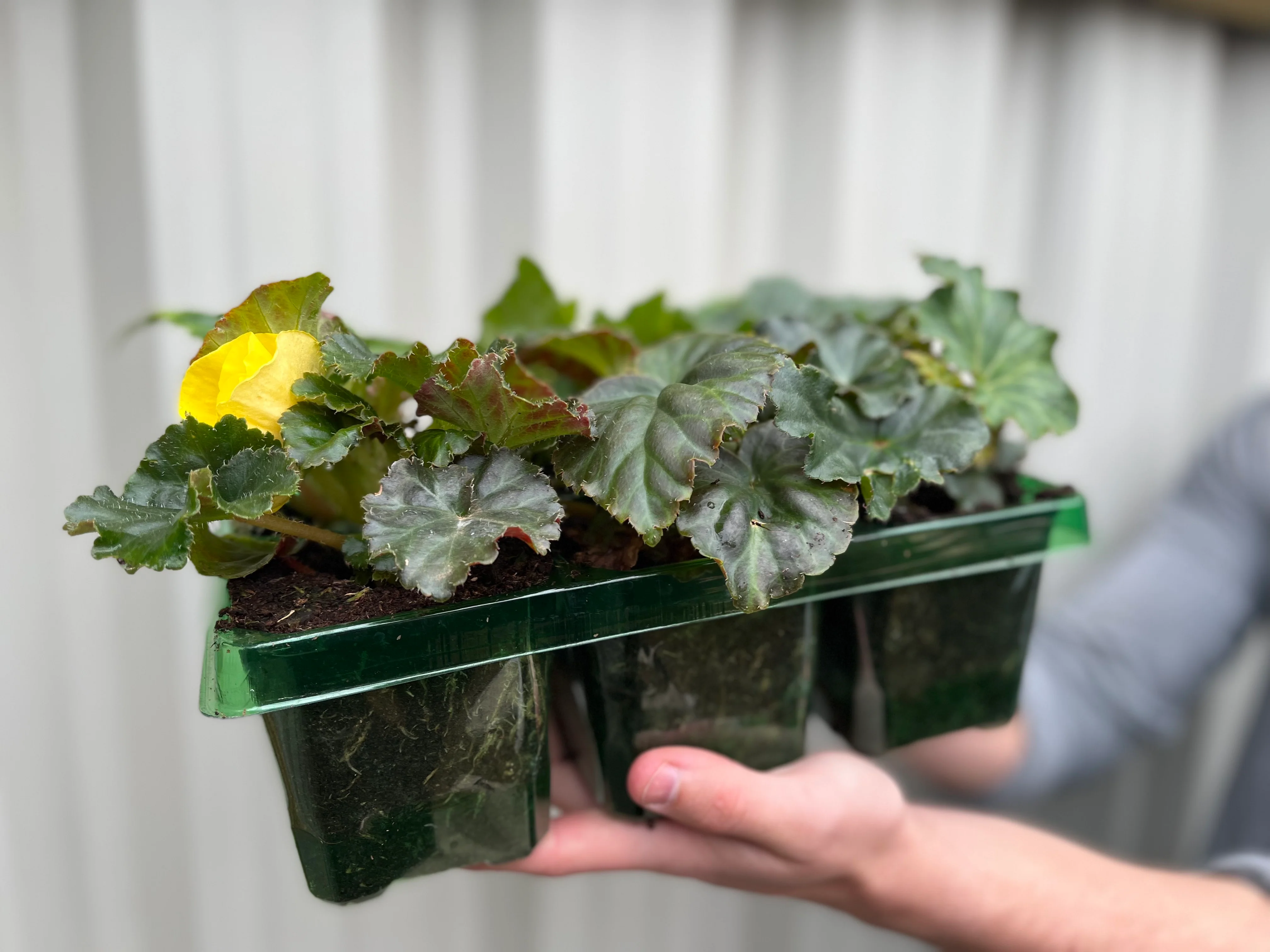 Begonia 'Non-Stop' | Tray of 6 Mixed Plants - Image 3