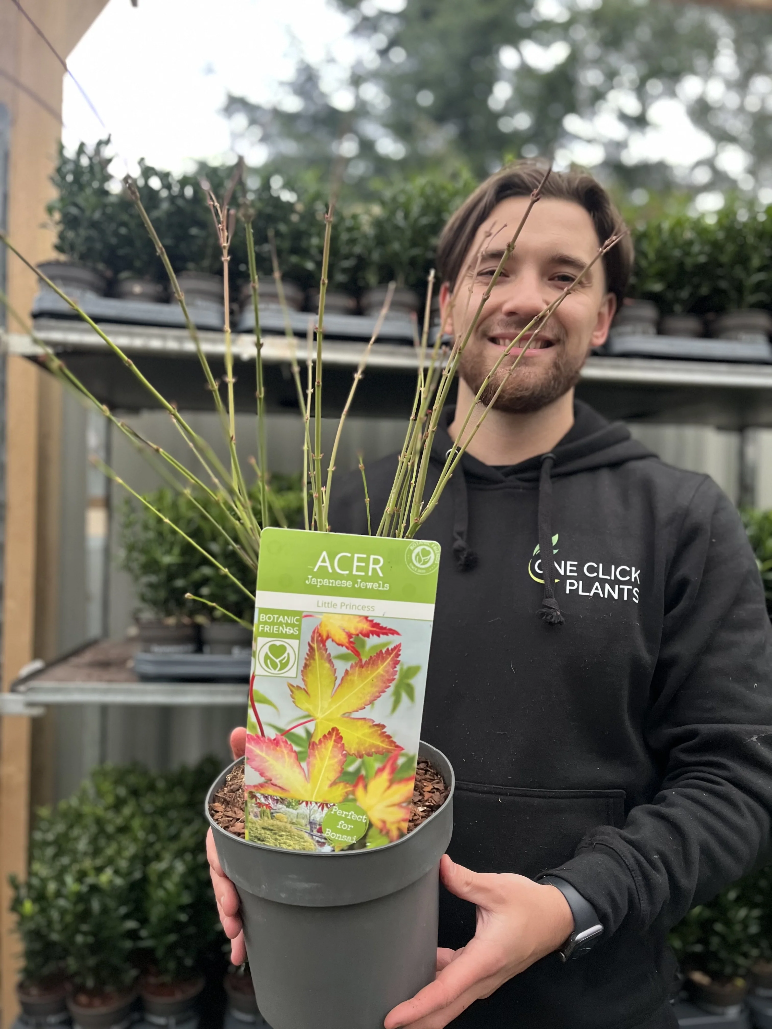 Acer palmatum 'Little Princess' 2L/3L - Image 3
