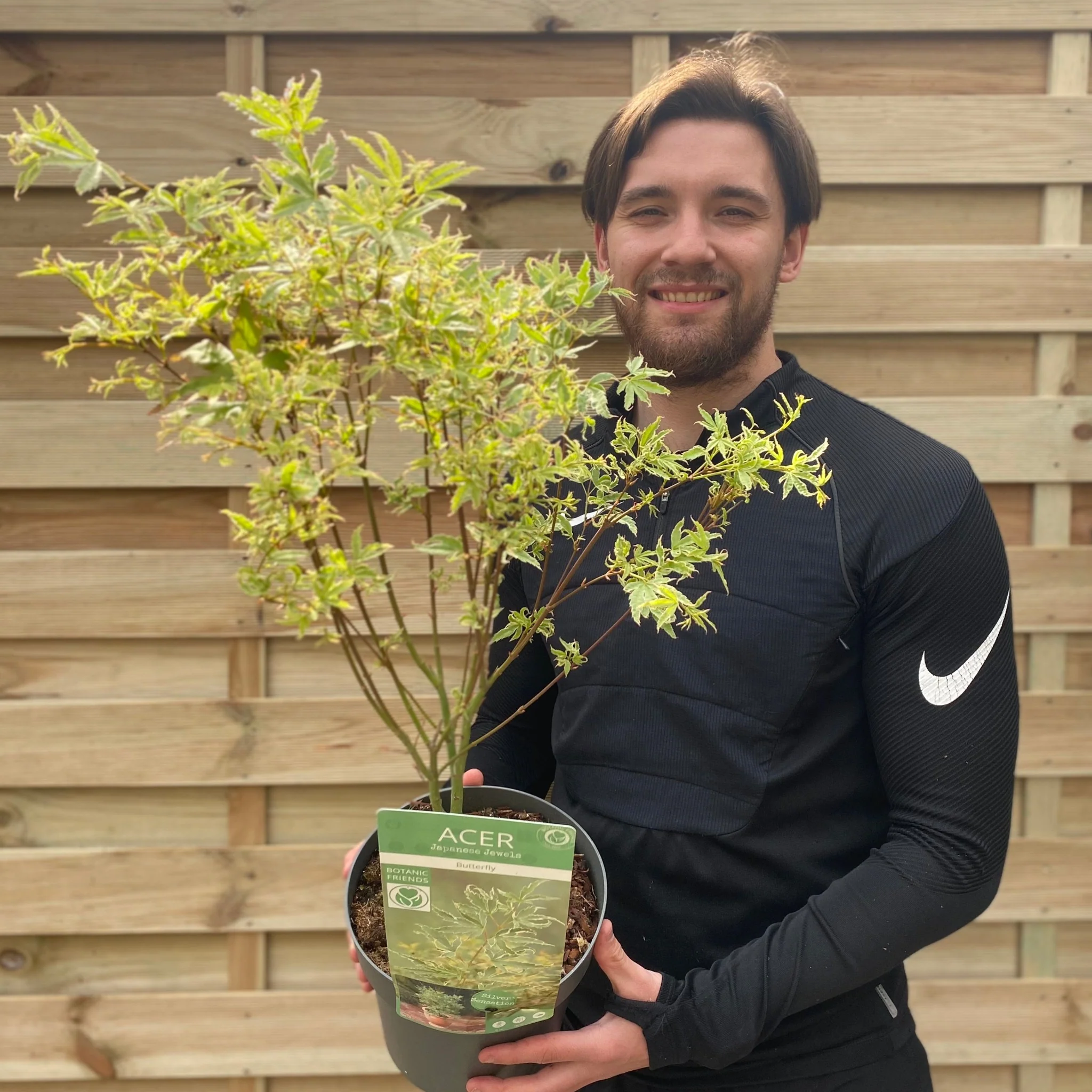 Acer palmatum 'Butterfly' 10.5cm / 2L / 3L