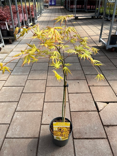 Acer palmatum 'Cascade Citrine' Standard (100cm) - Image 4