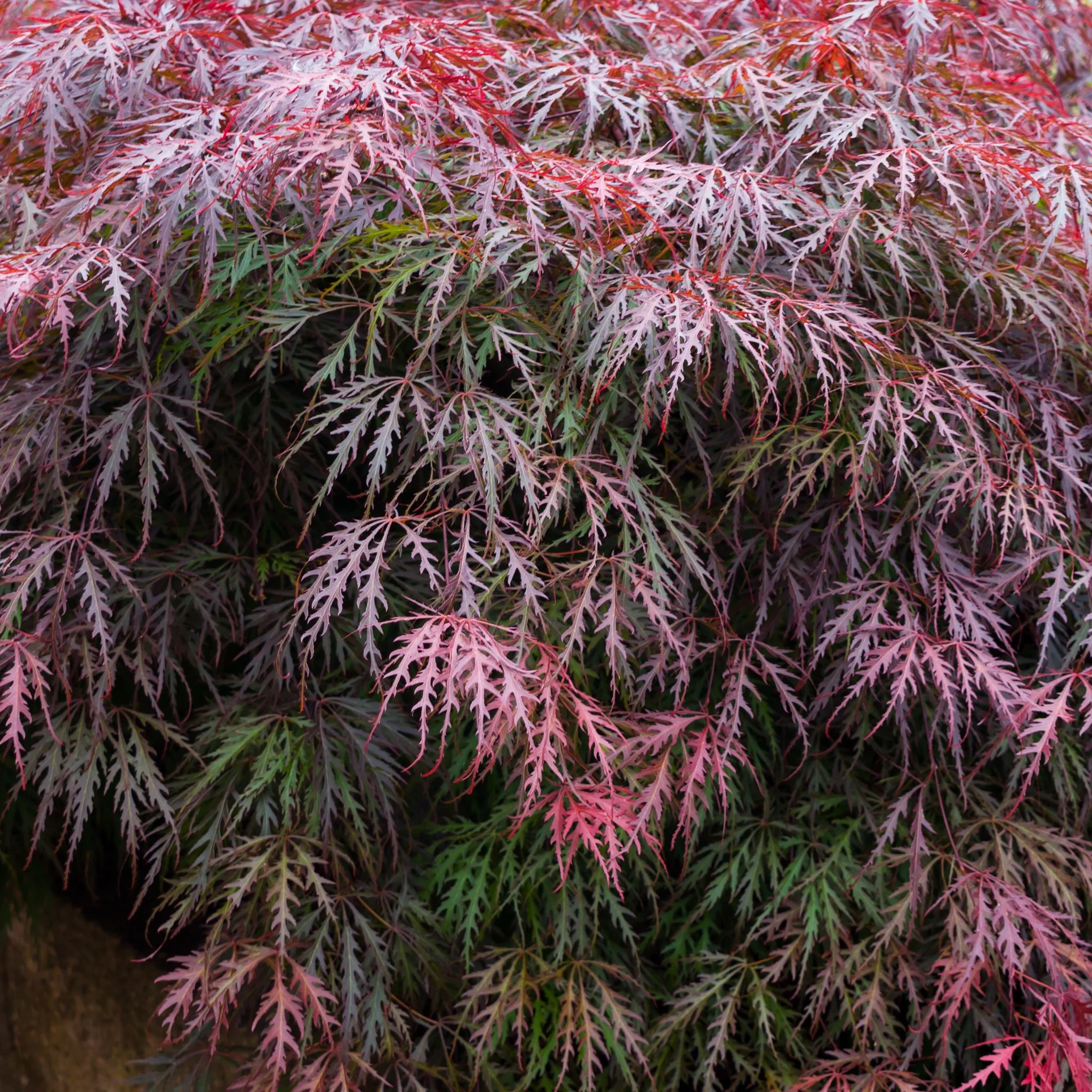 Acer palmatum Garnet 3L-235L - Image 4
