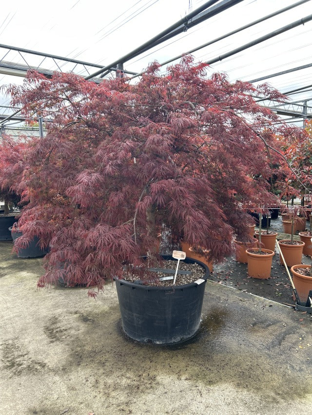 Acer palmatum Garnet 3L-235L - Image 9