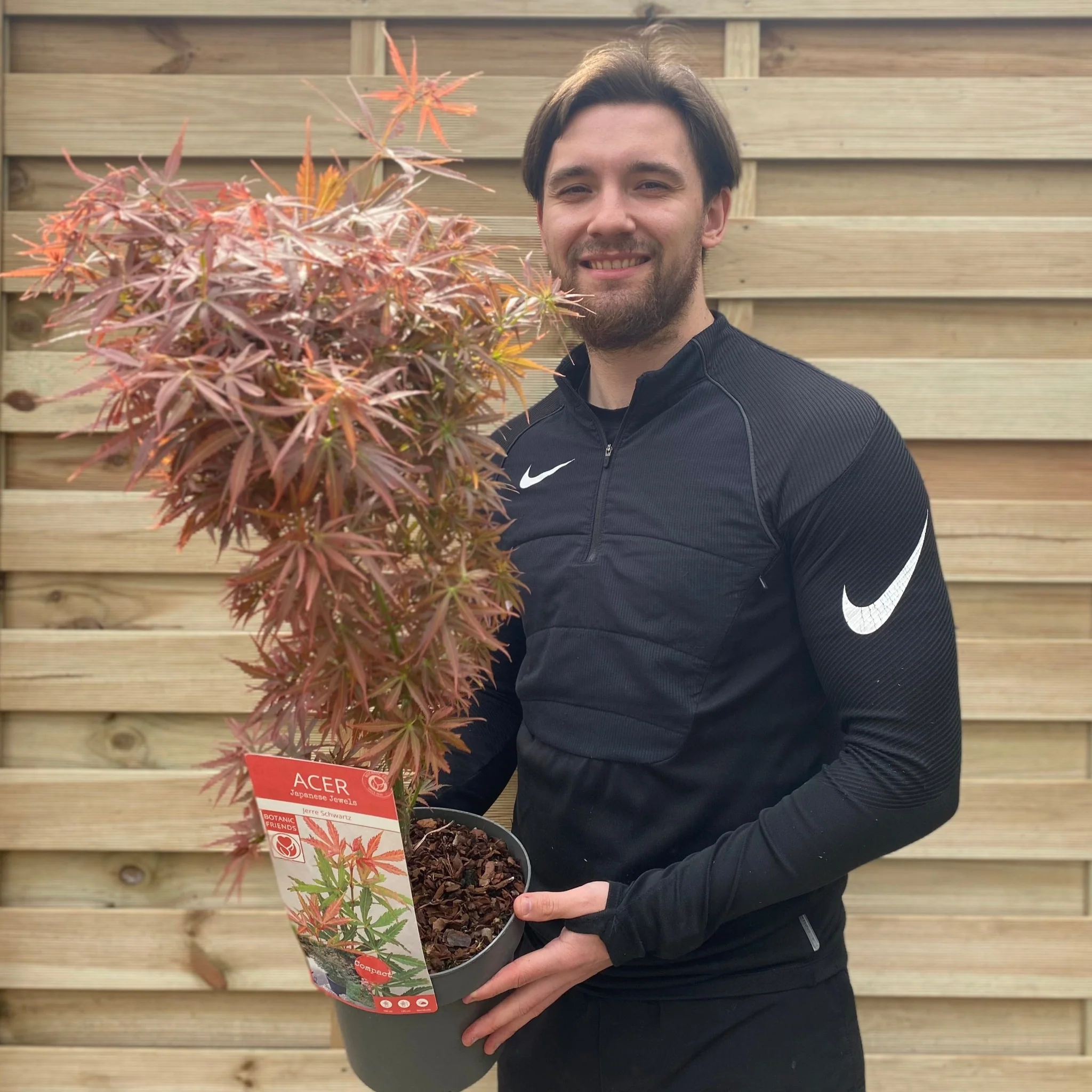 Acer palmatum Jerre Schwartz 3L / 35L