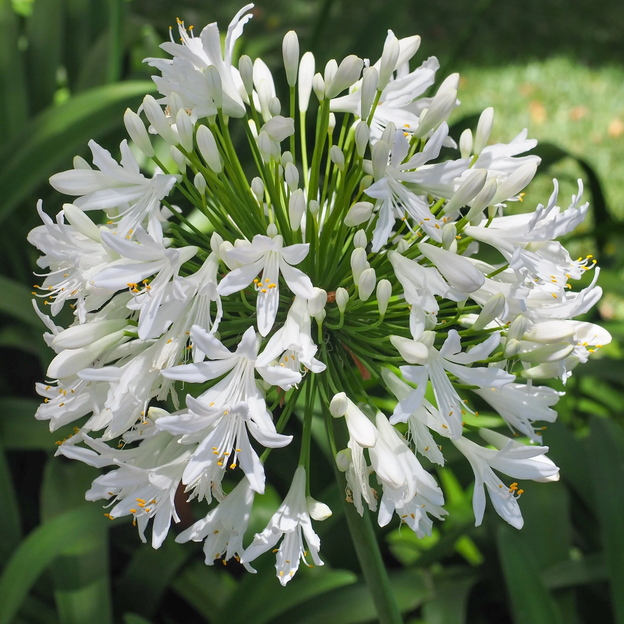 Agapanthus 'Africanus' - African Lily  (White)  1.5L - Image 2