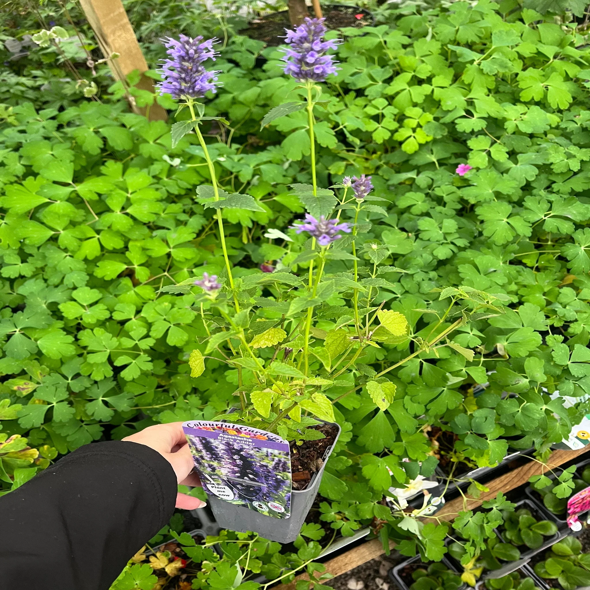 AGASTACHE foeniculum 'Black Adder' 9cm - Image 2