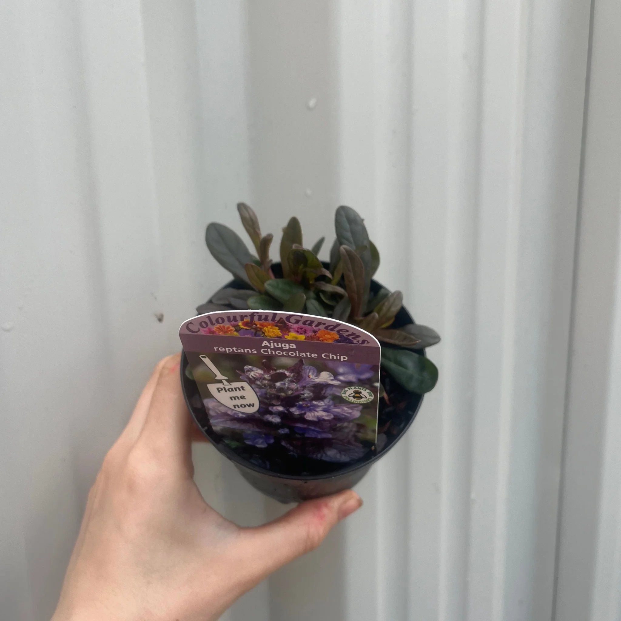 Ajuga 'Chocolate Chip' 9cm/2L - Image 2