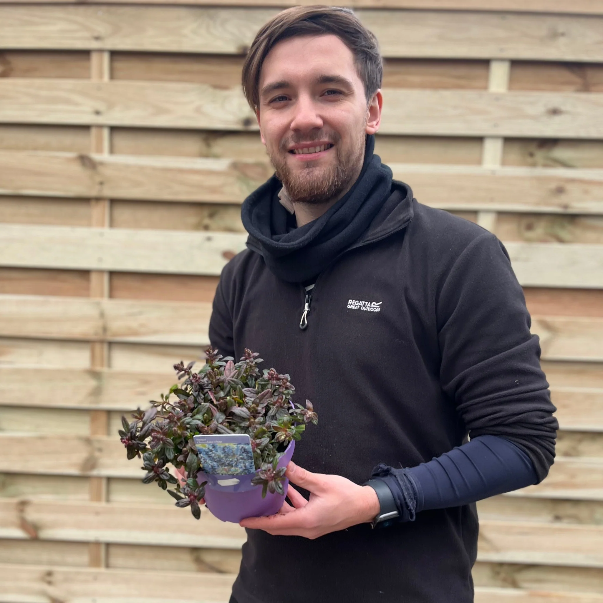 Ajuga 'Chocolate Chip' 9cm/2L - Image 3