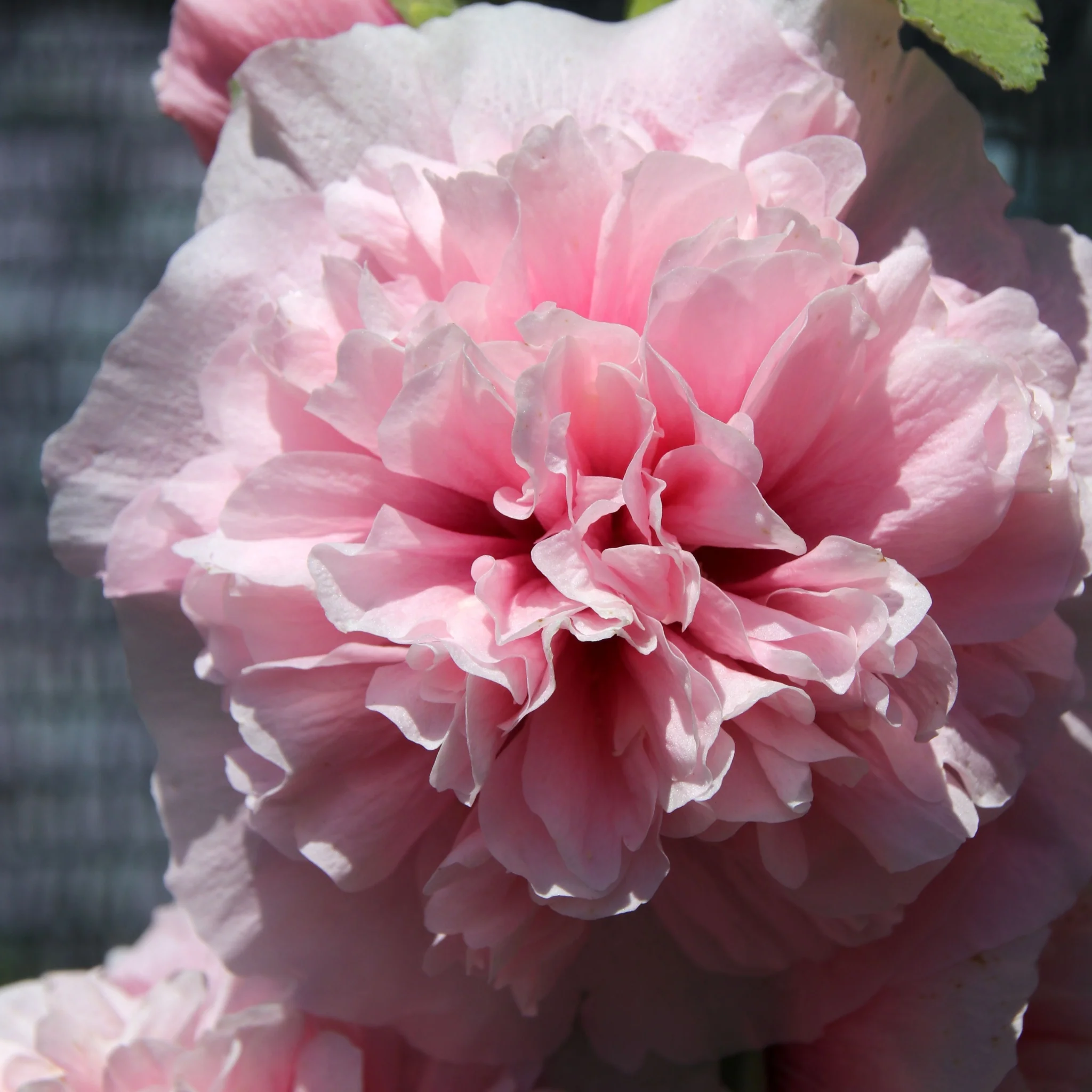 Alcea rosea plena 'Charters Rose Pink' 9cm - Image 2