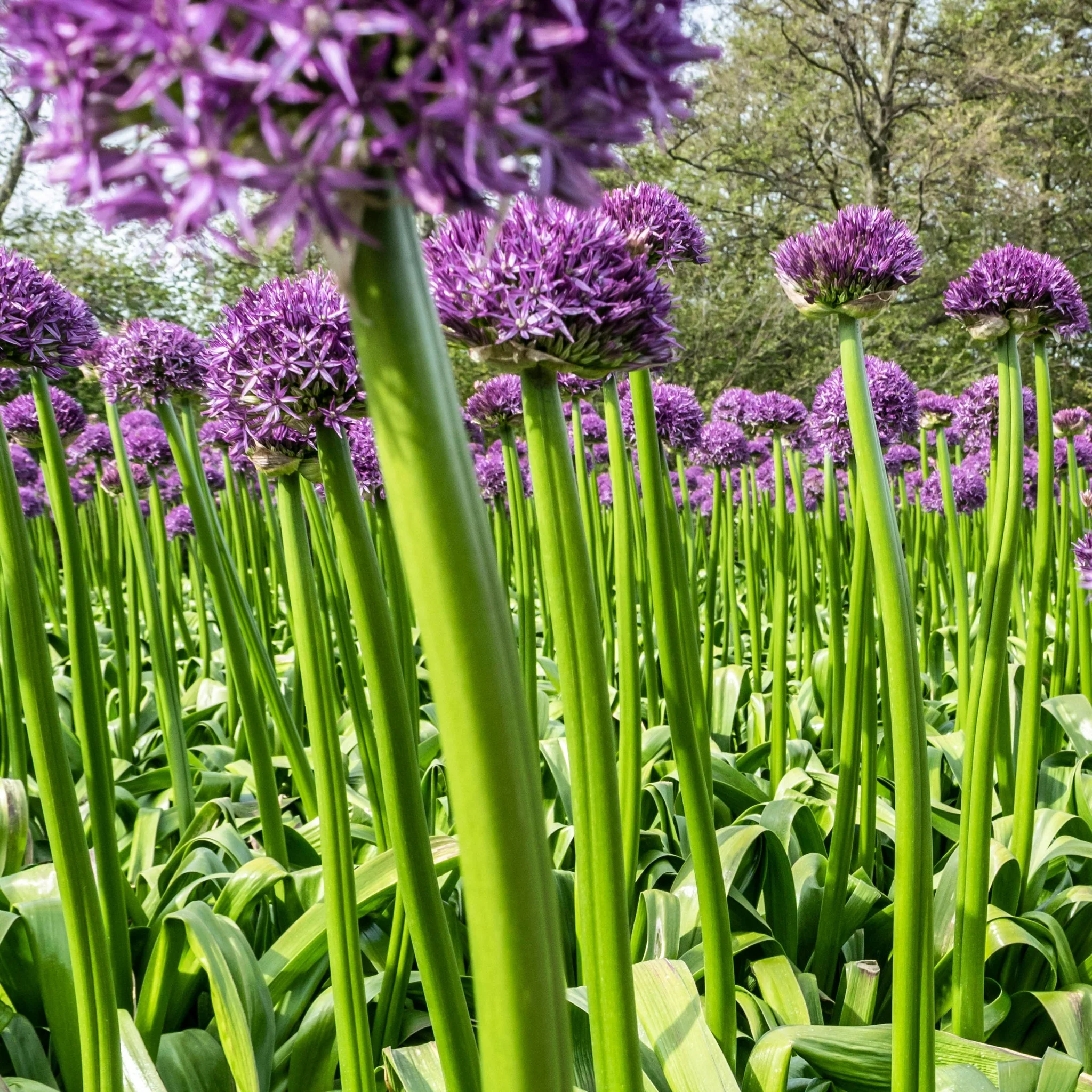 Allium 'Gladiator' 2L Pot - Image 2