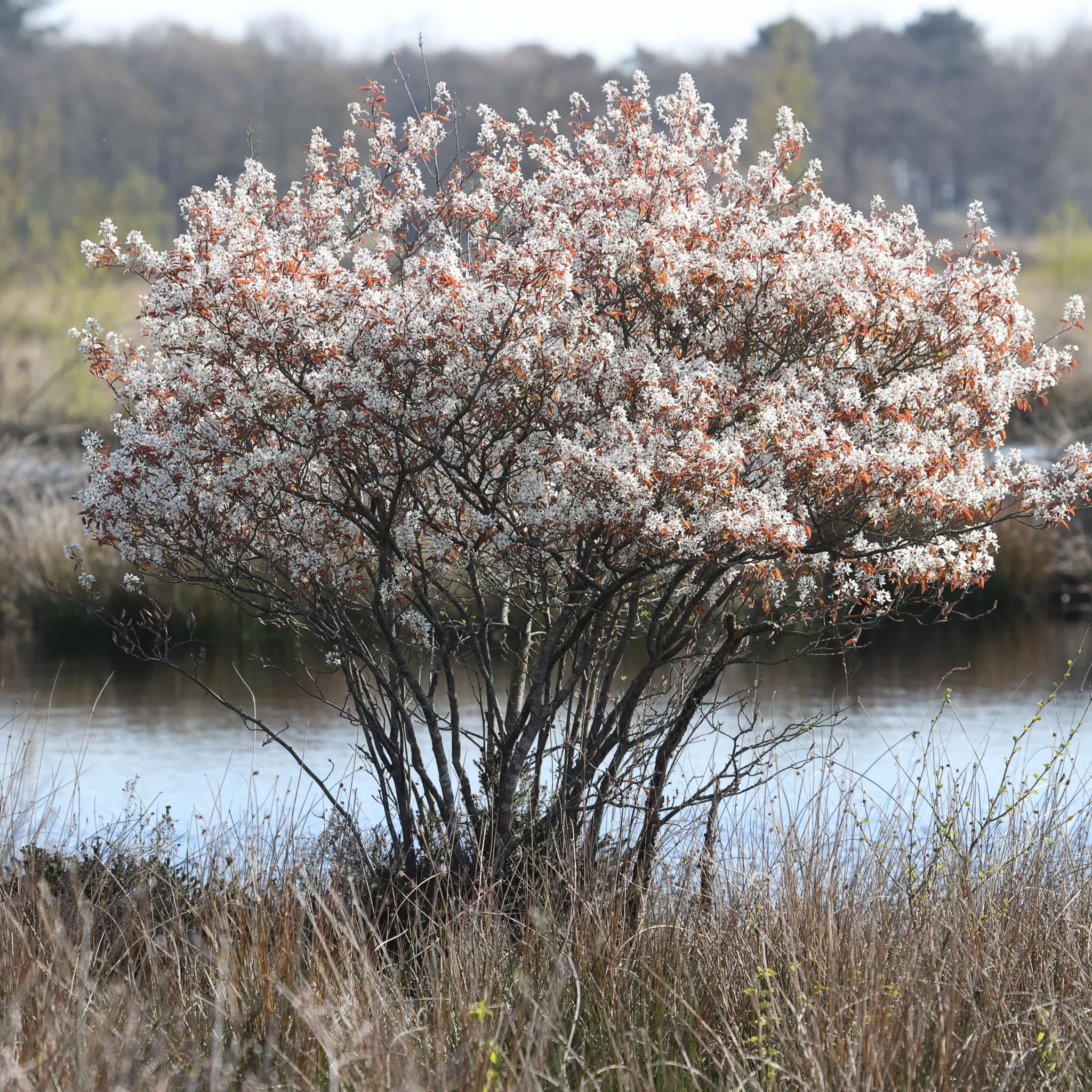 Amelanchier lamarckii 3.5L / 7.5L - Image 2