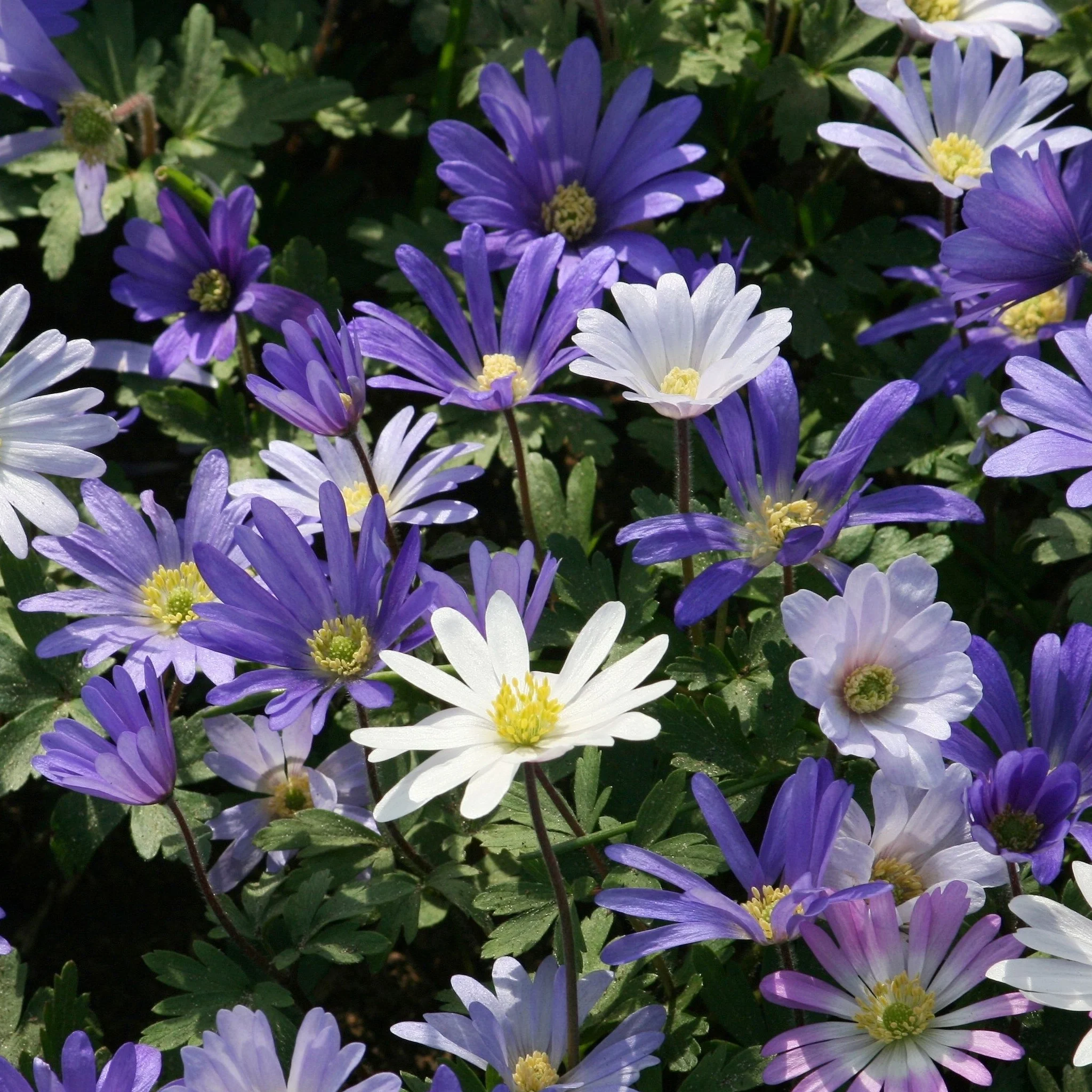 Anemone 'Blanda Blue Shades' (12 Bulbs) - Image 2