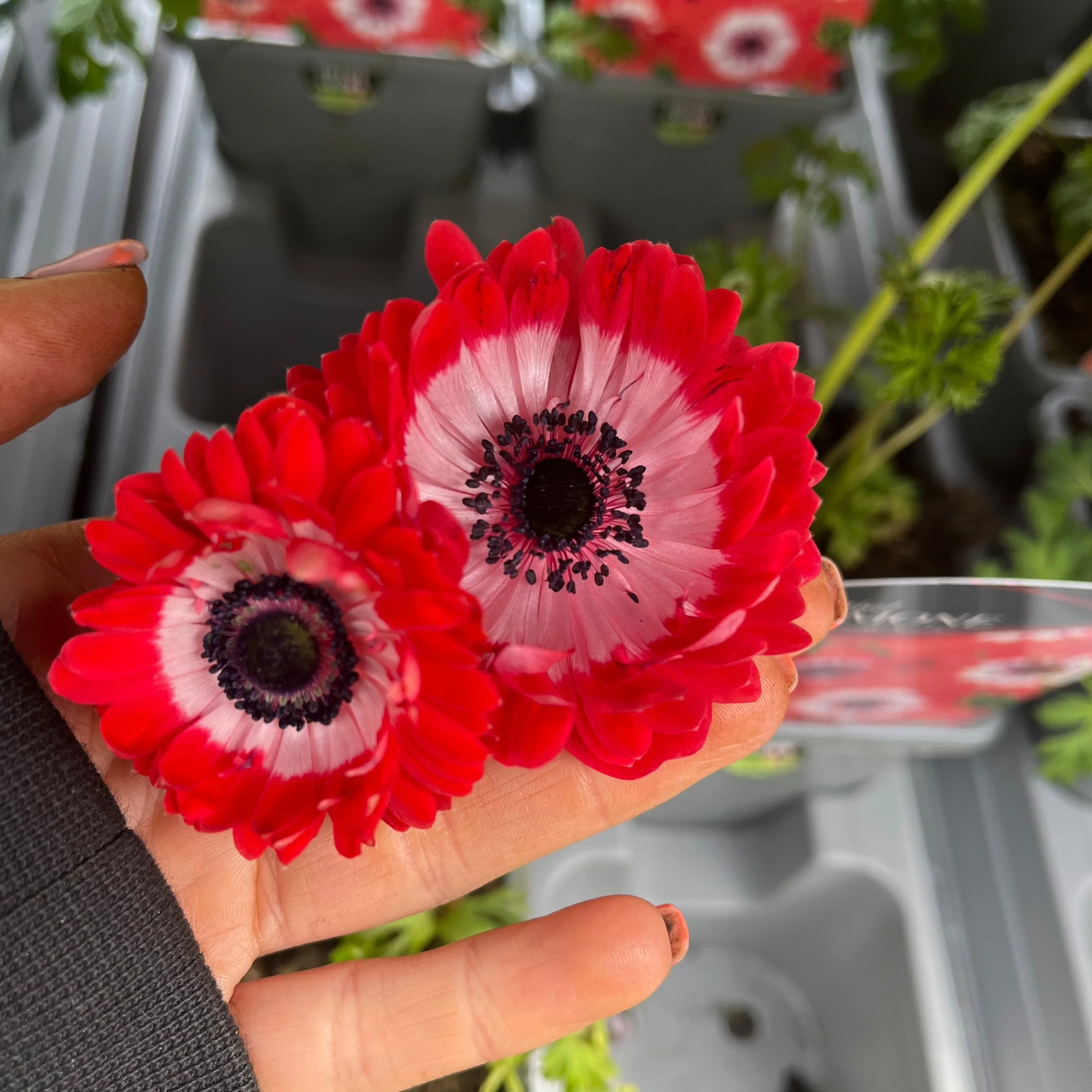 Anemone coronaria Harmony Double Scarlet 1L - Image 4
