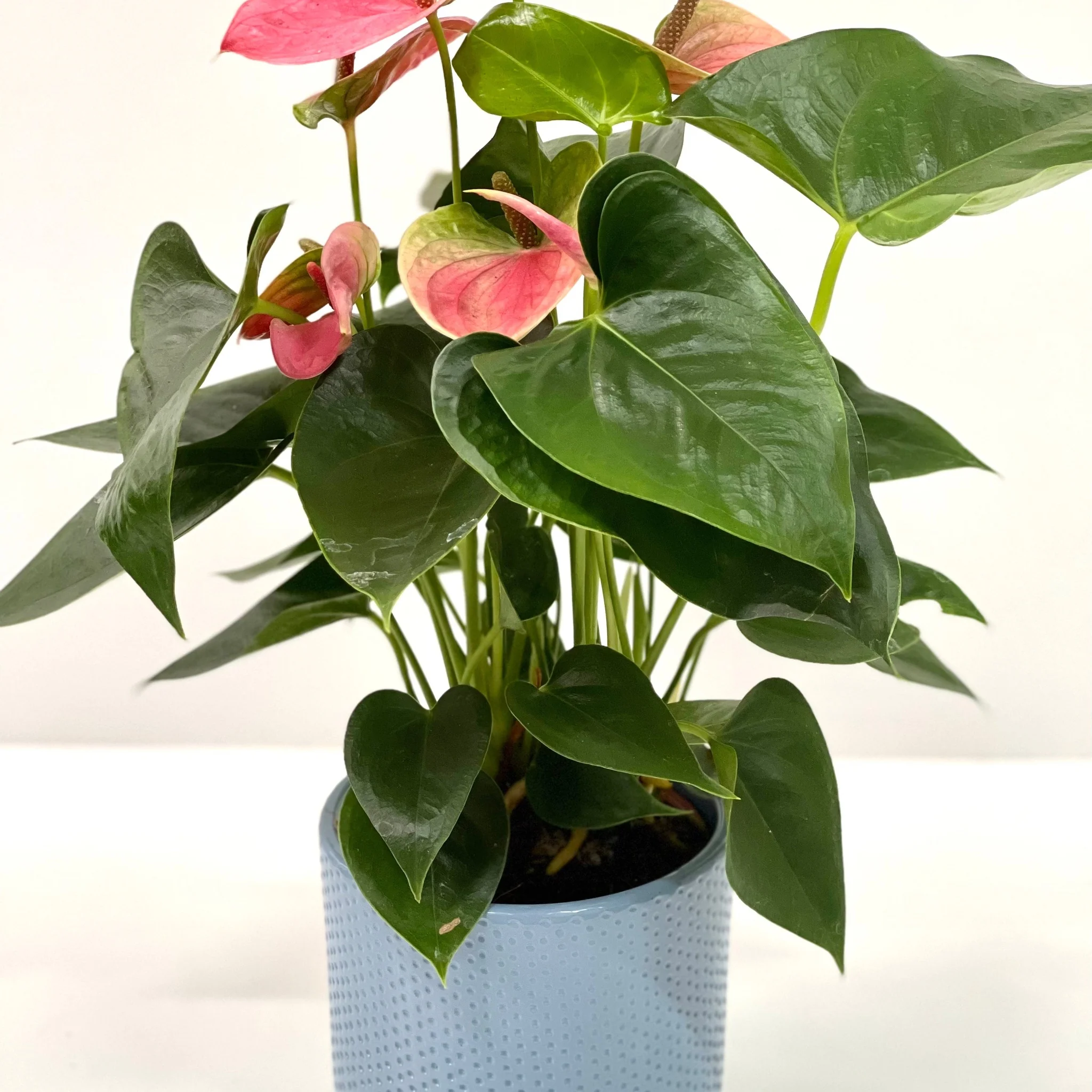 Anthurium - Candy Floss Pink - Image 6