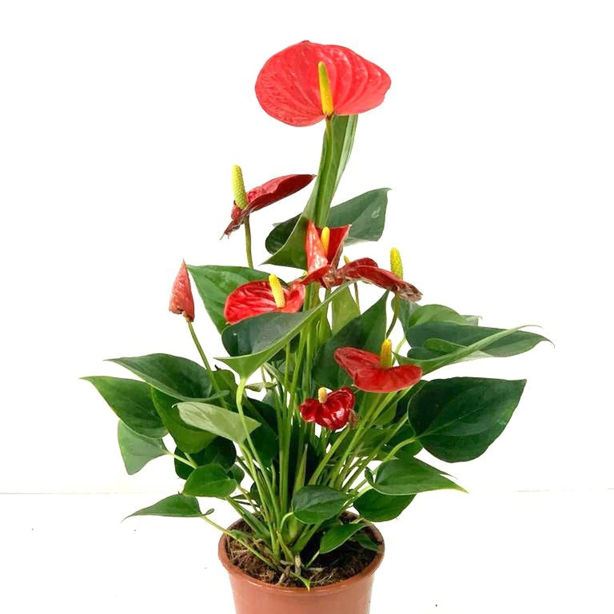 Anthurium - Red 40-50cm - Image 3