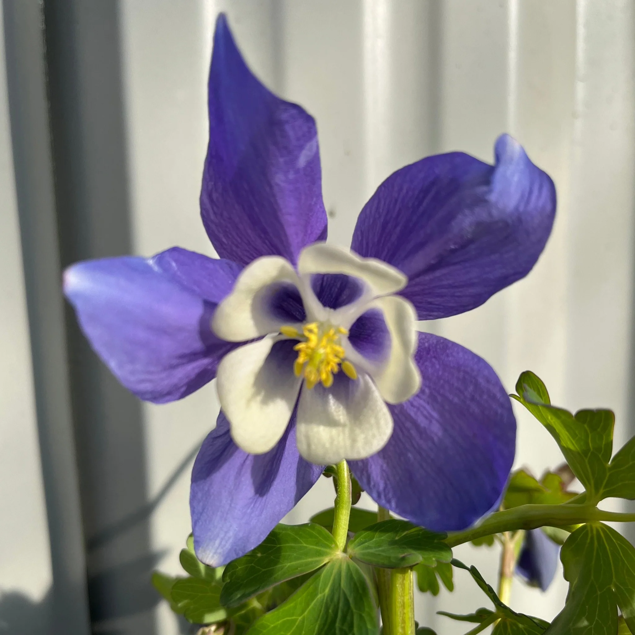 Aquilegia 'Spring Magic Blue' 9cm/1.5L - Image 2