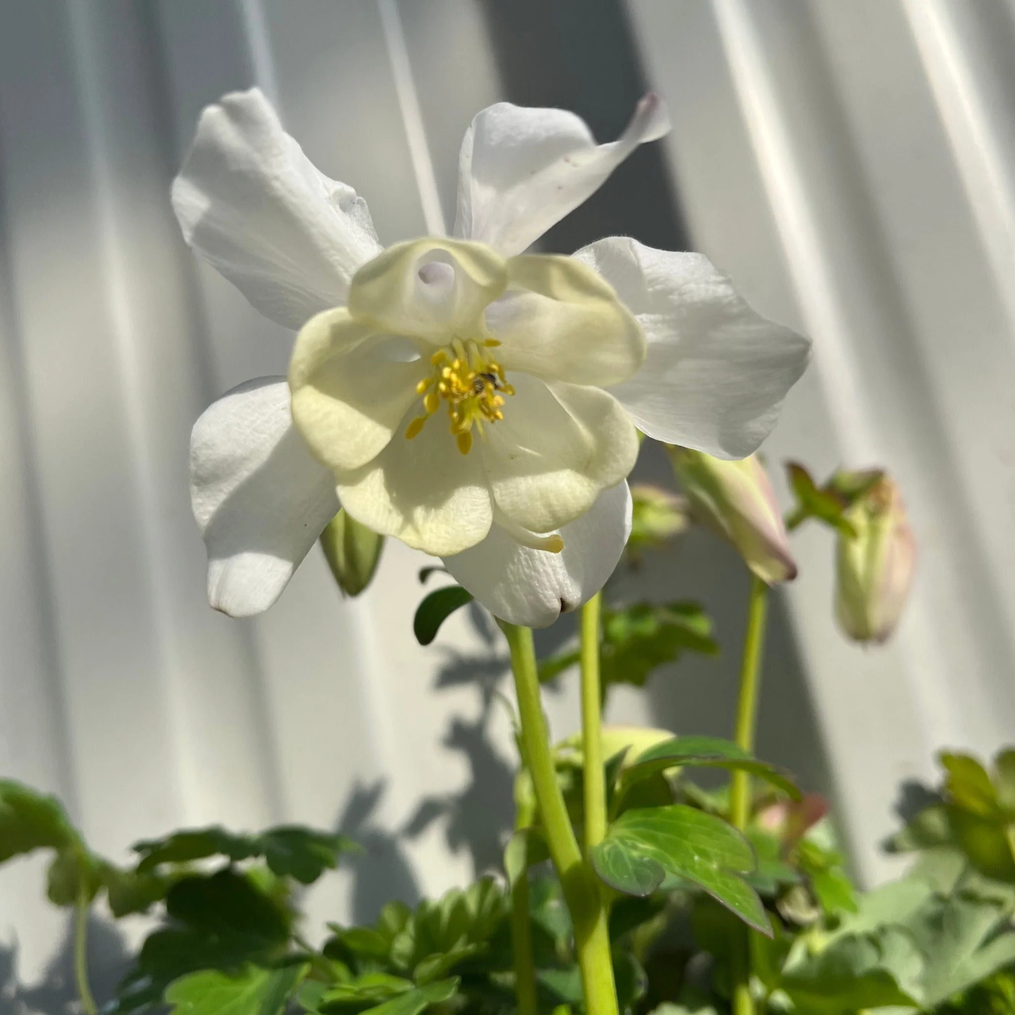 Aquilegia 'Spring Magic White' 9cm - Image 4