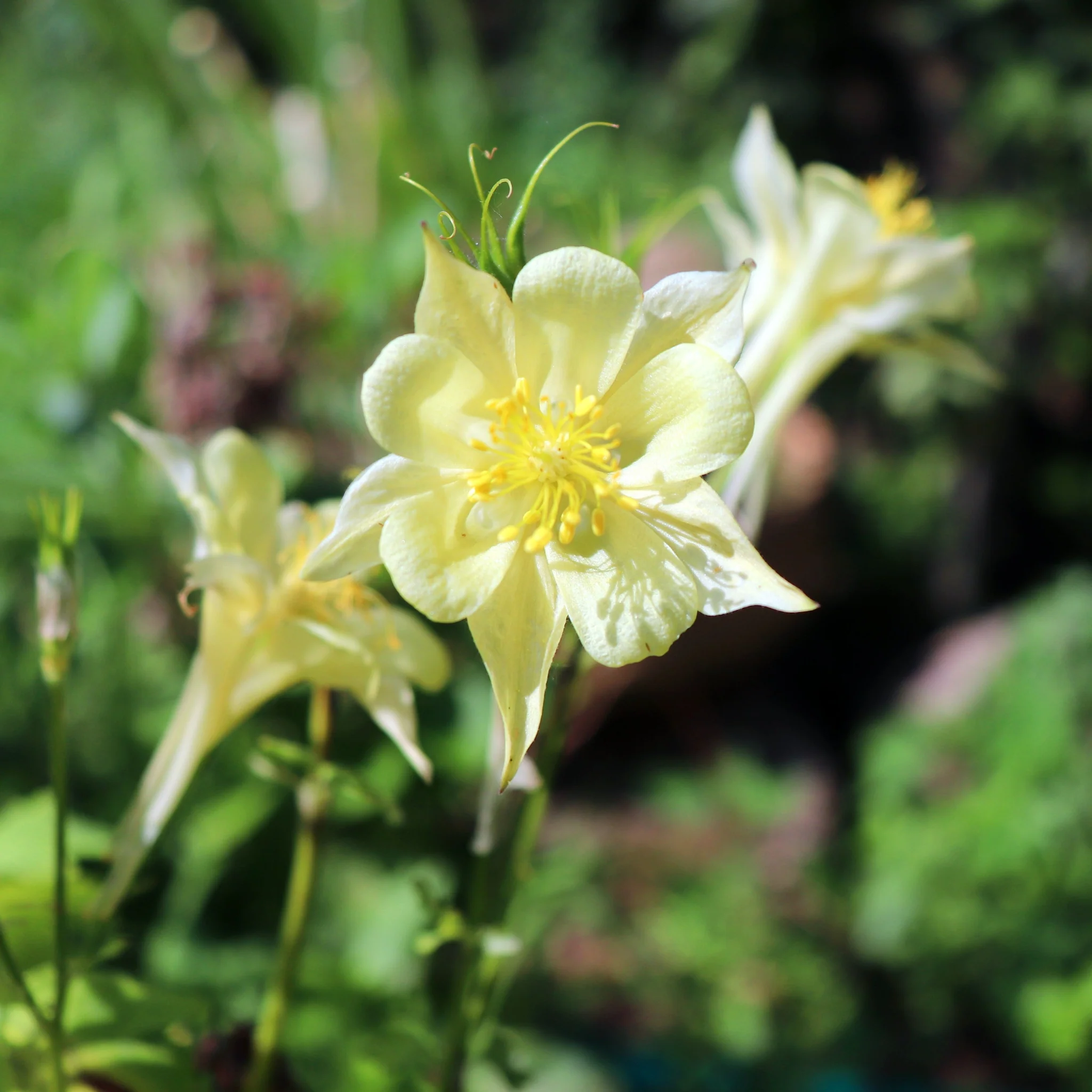 Aquilegia 'Yellow Star' 1L - Image 2