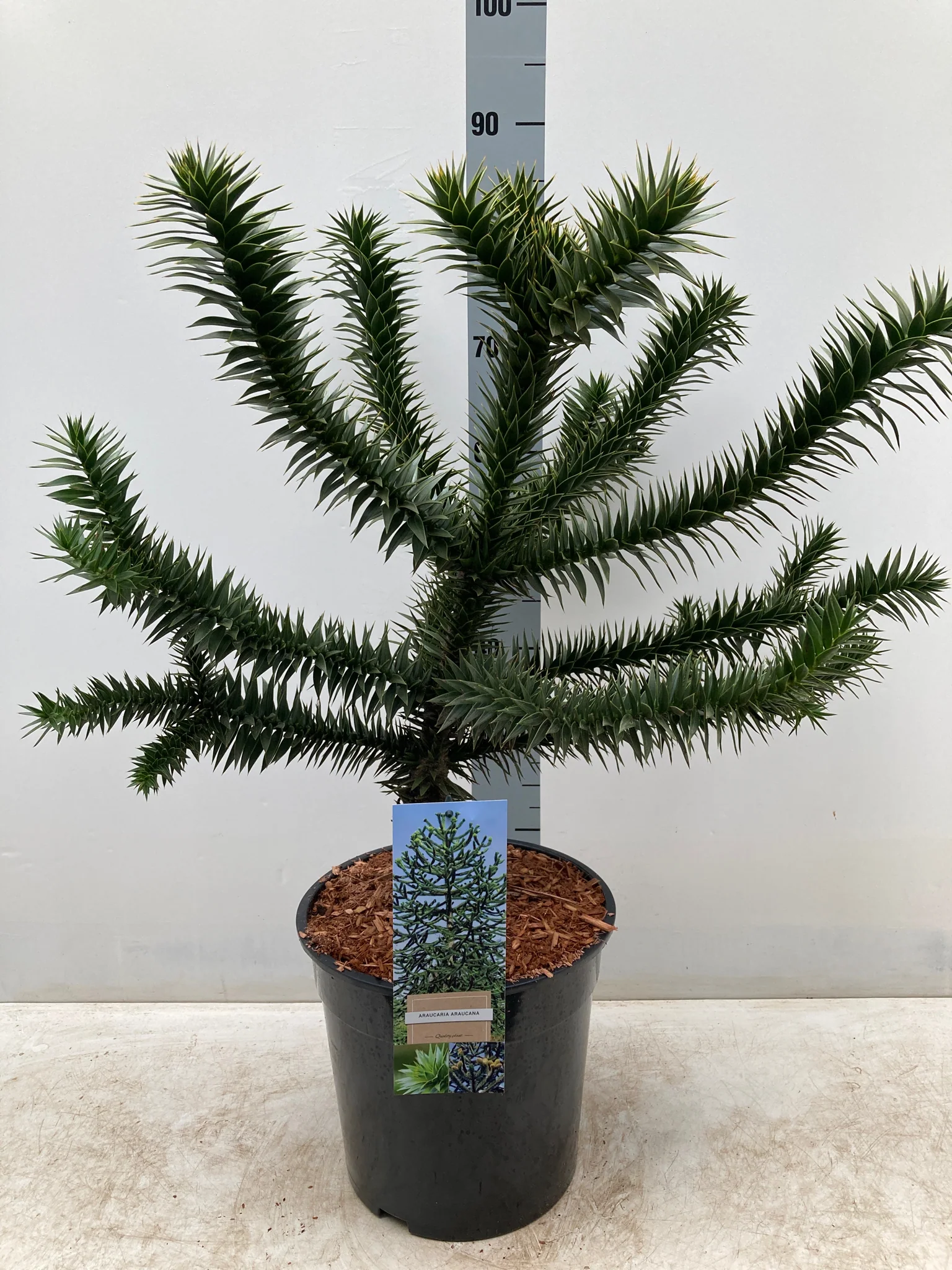 Araucaria Araucana | Monkey Puzzle Tree - Image 6