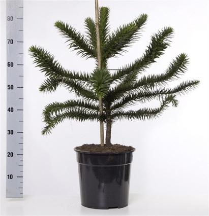 Araucaria Araucana Monkey Puzzle Tree | Large Tree | 10L Pot | Height including pot 90cm - Image 3