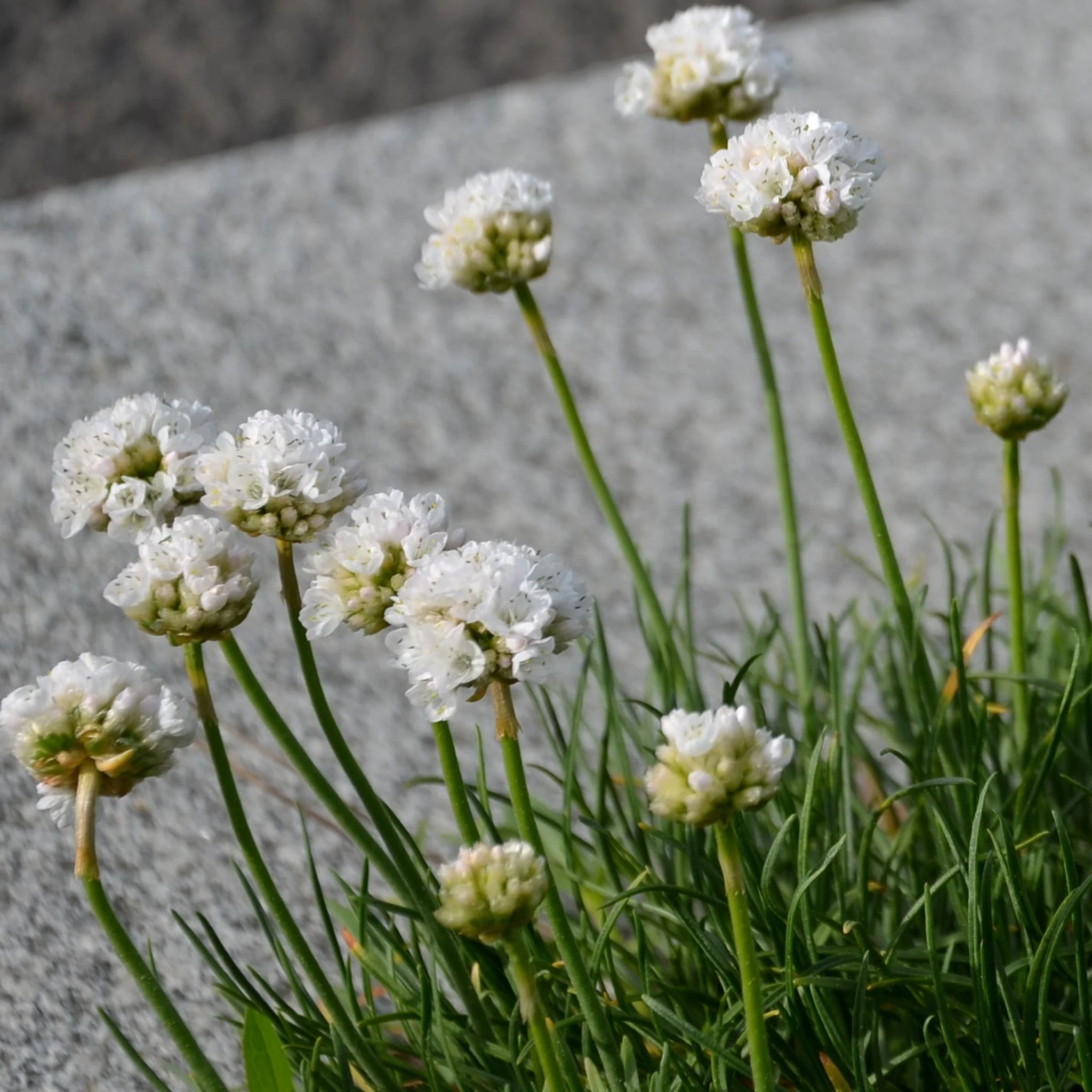 Armeria pseudarmeria White 9cm / 3L - Image 2
