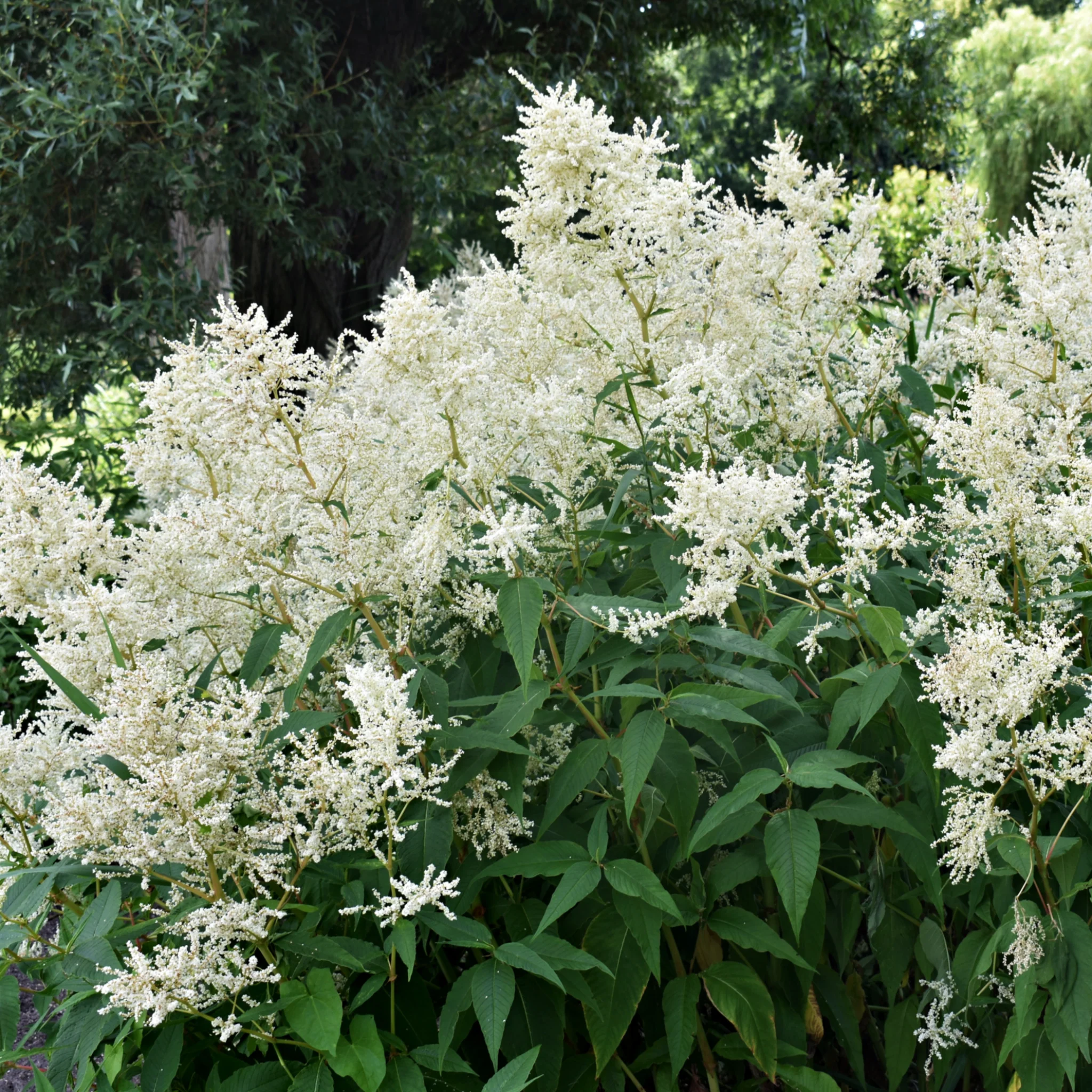 Astilbe arendsii White 9cm/2L