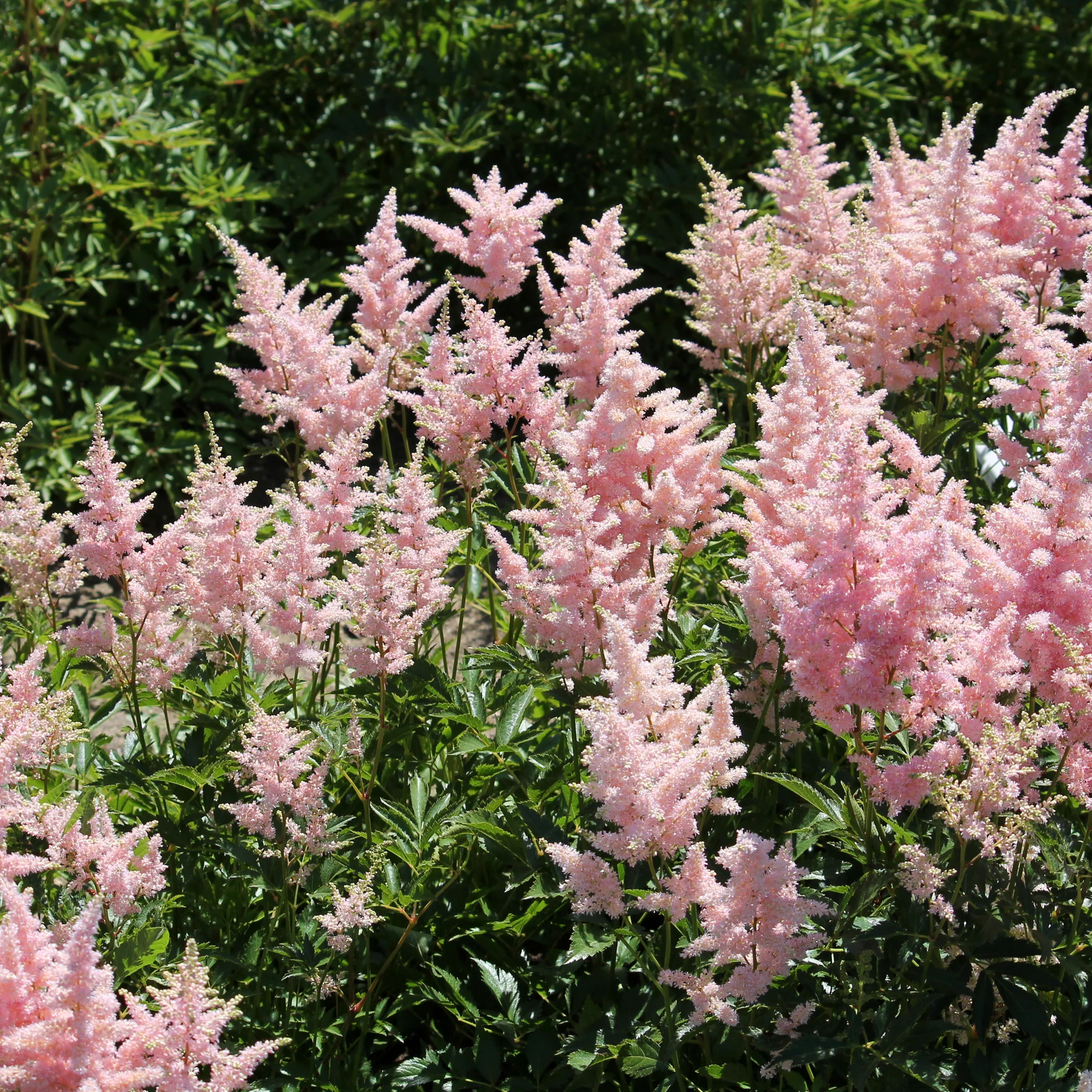 Astilbe - Europa 1.5L - Image 2