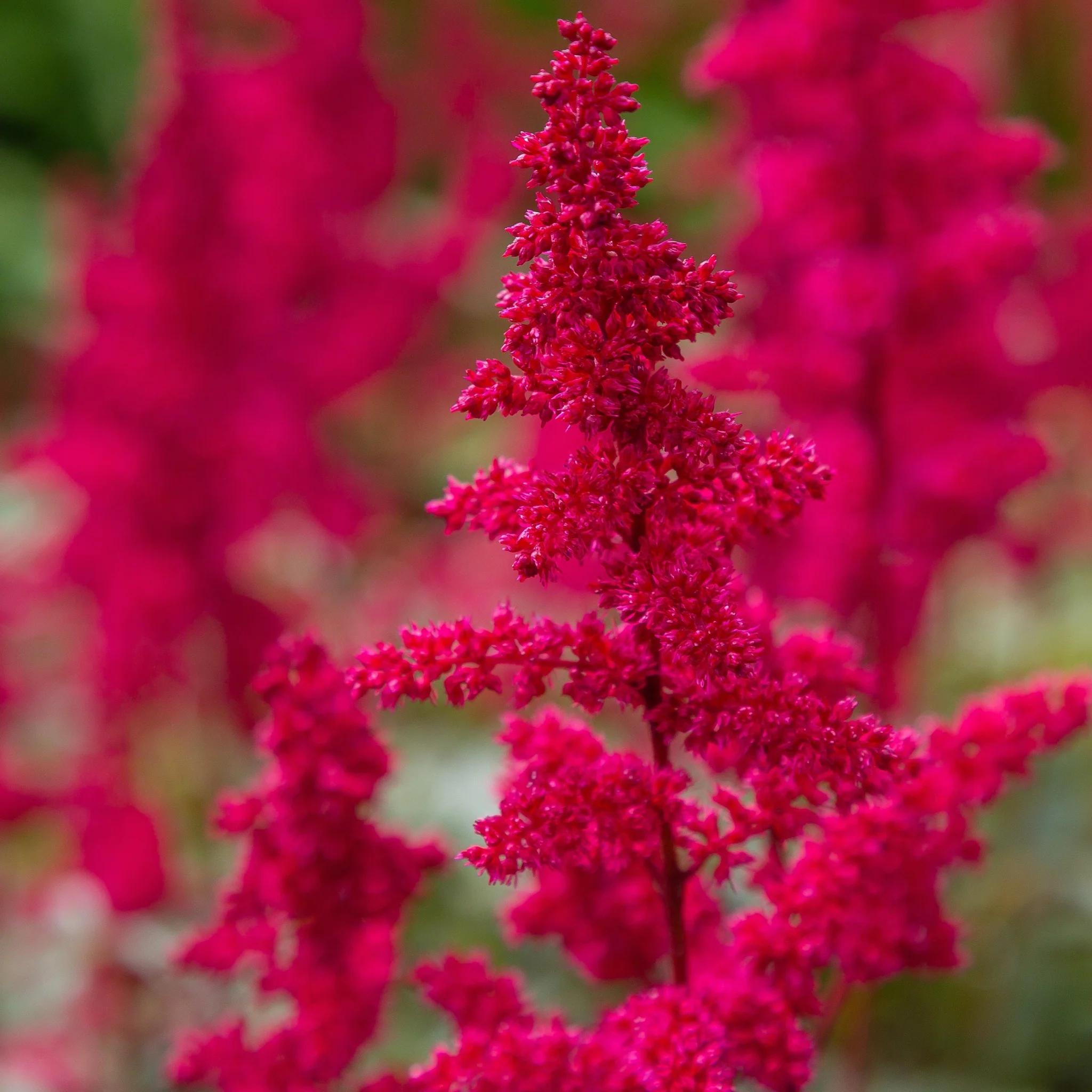 Astilbe 'Visions in Red' 1.5L - Image 2