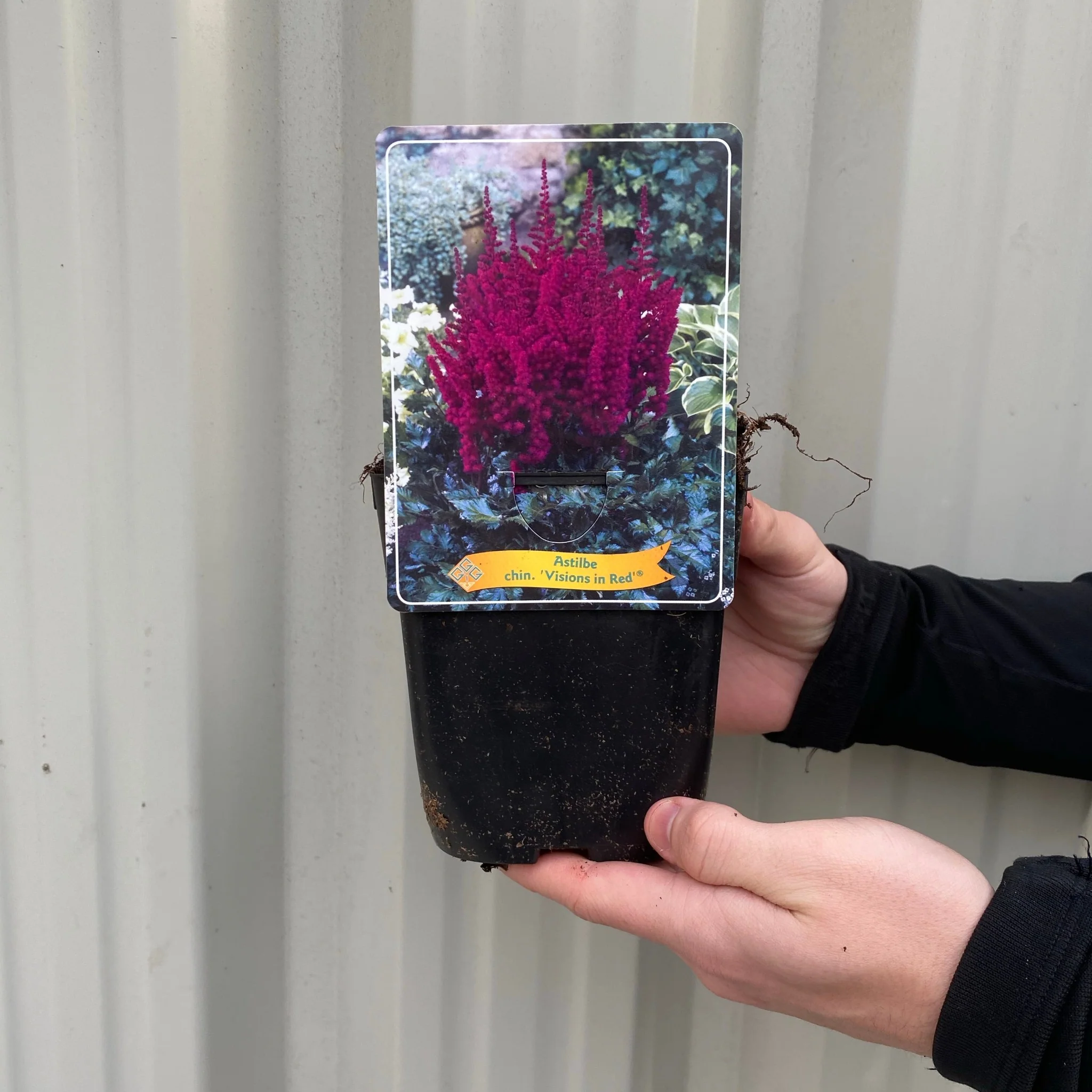 Astilbe 'Visions in Red' 1.5L - Image 3