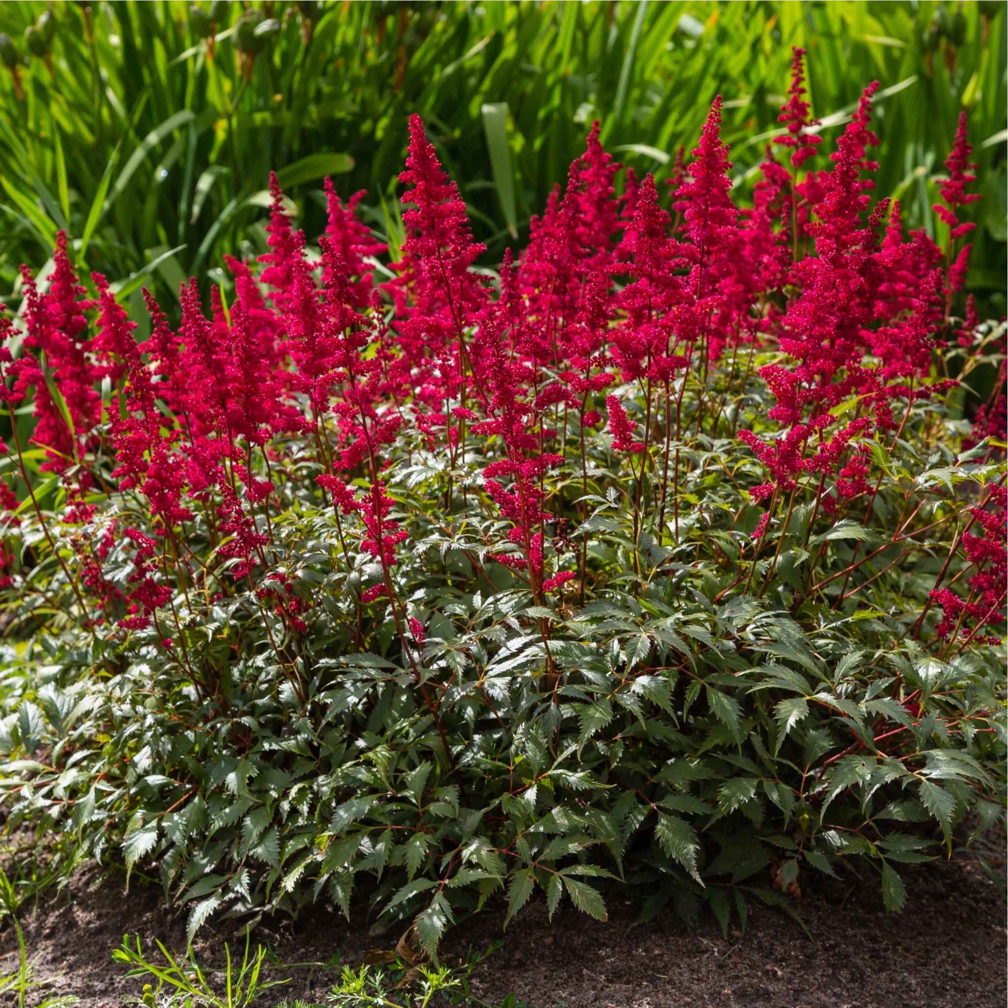 Astilbe arendsii Rose 9cm / 2L - Image 2