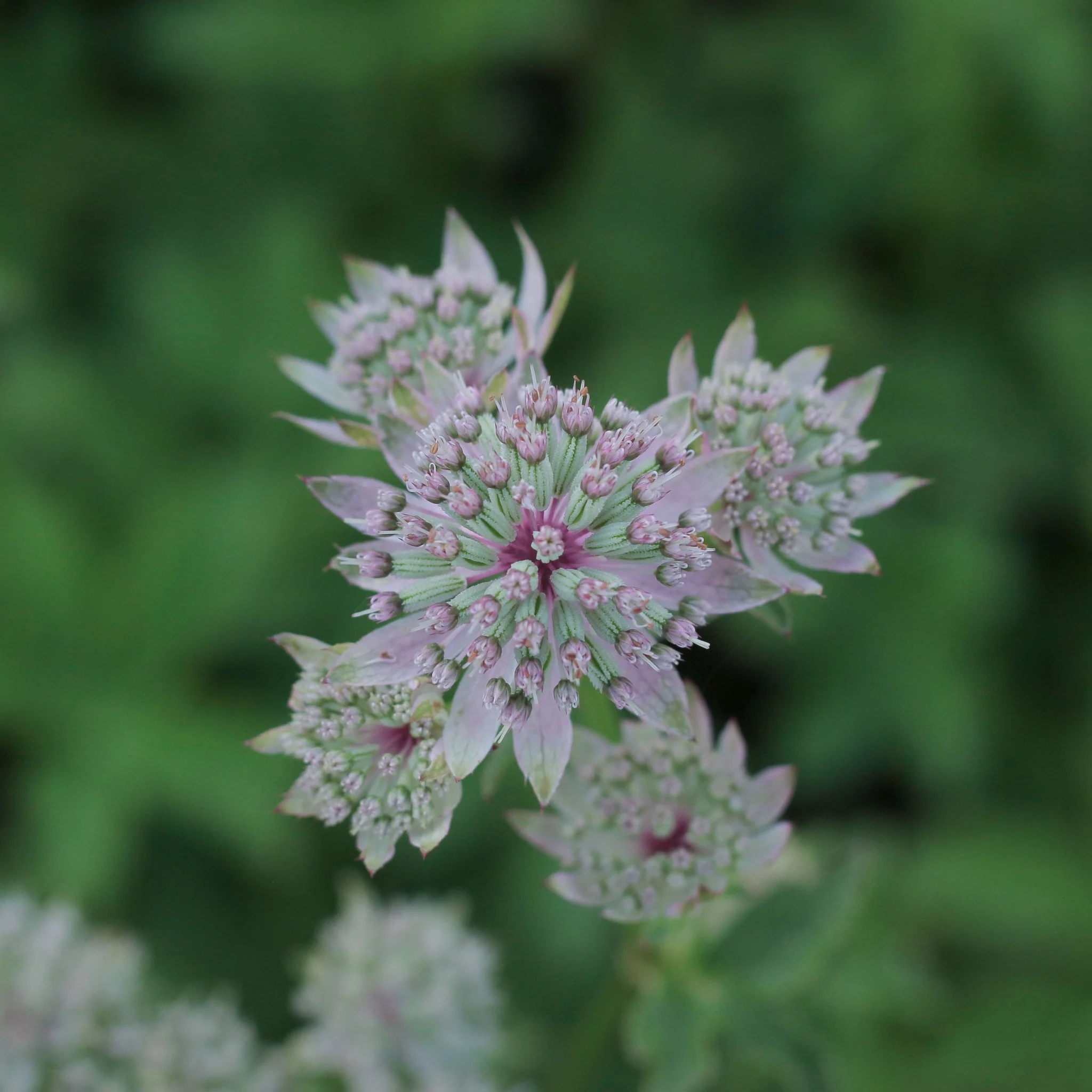 Astrantia 'Florence' 2L