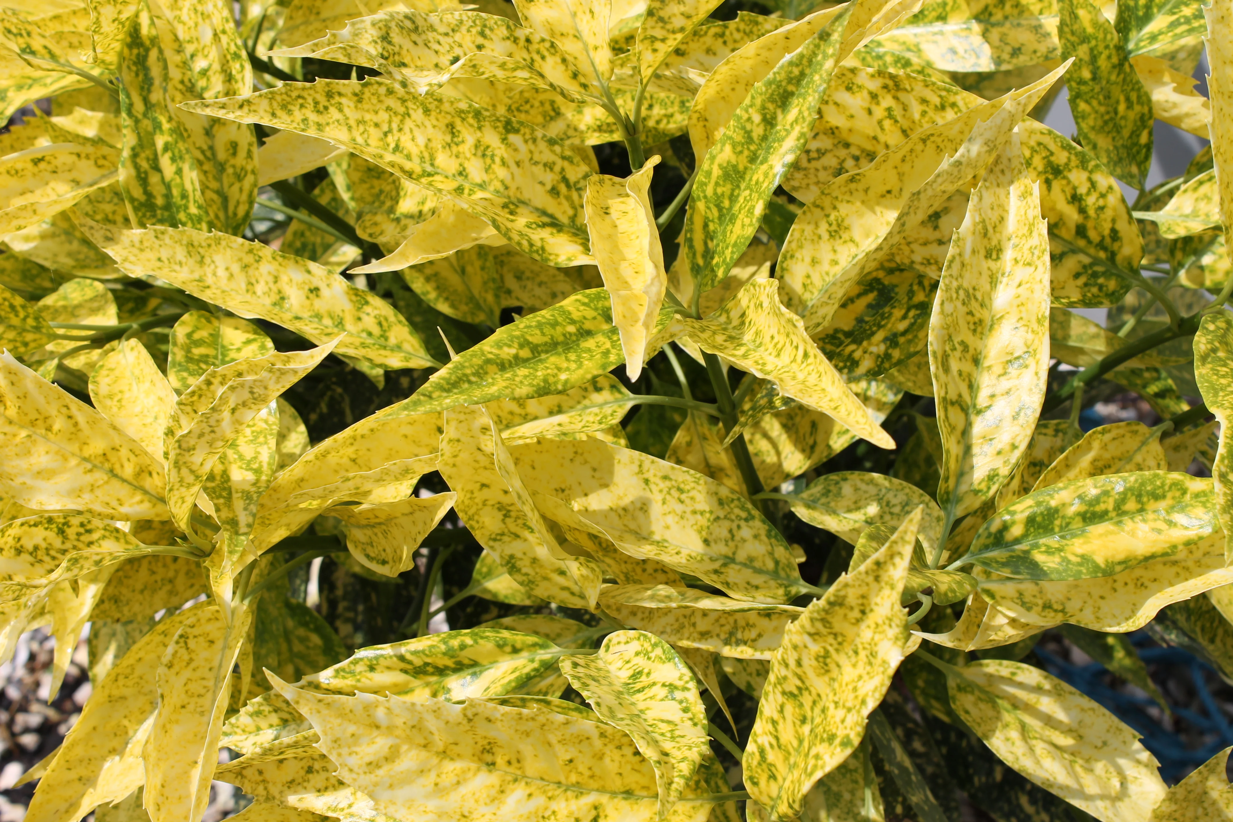 Aucuba 'Golden Girl' 9cm - Image 2